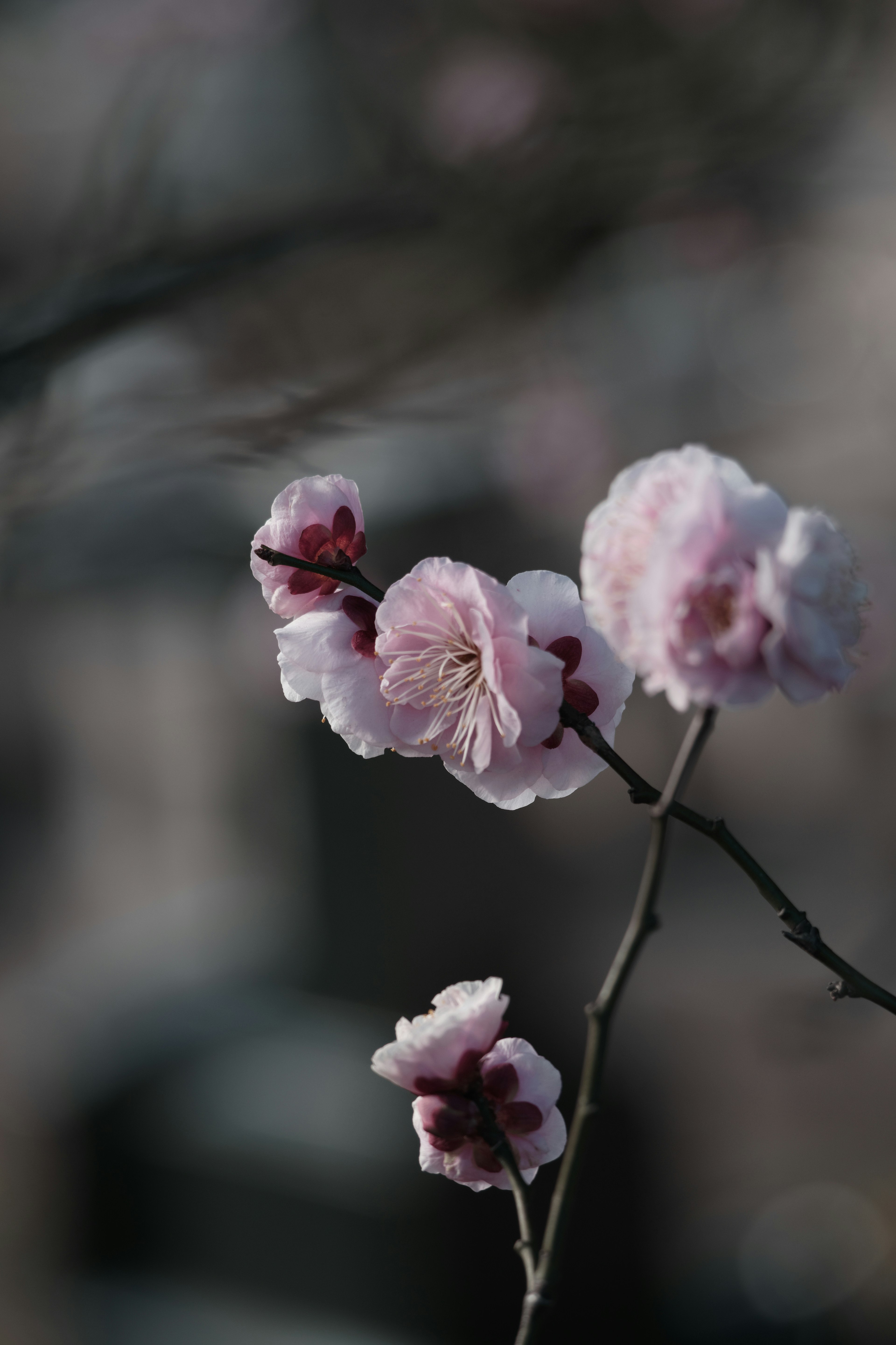 Gros plan de branches avec des fleurs roses douces