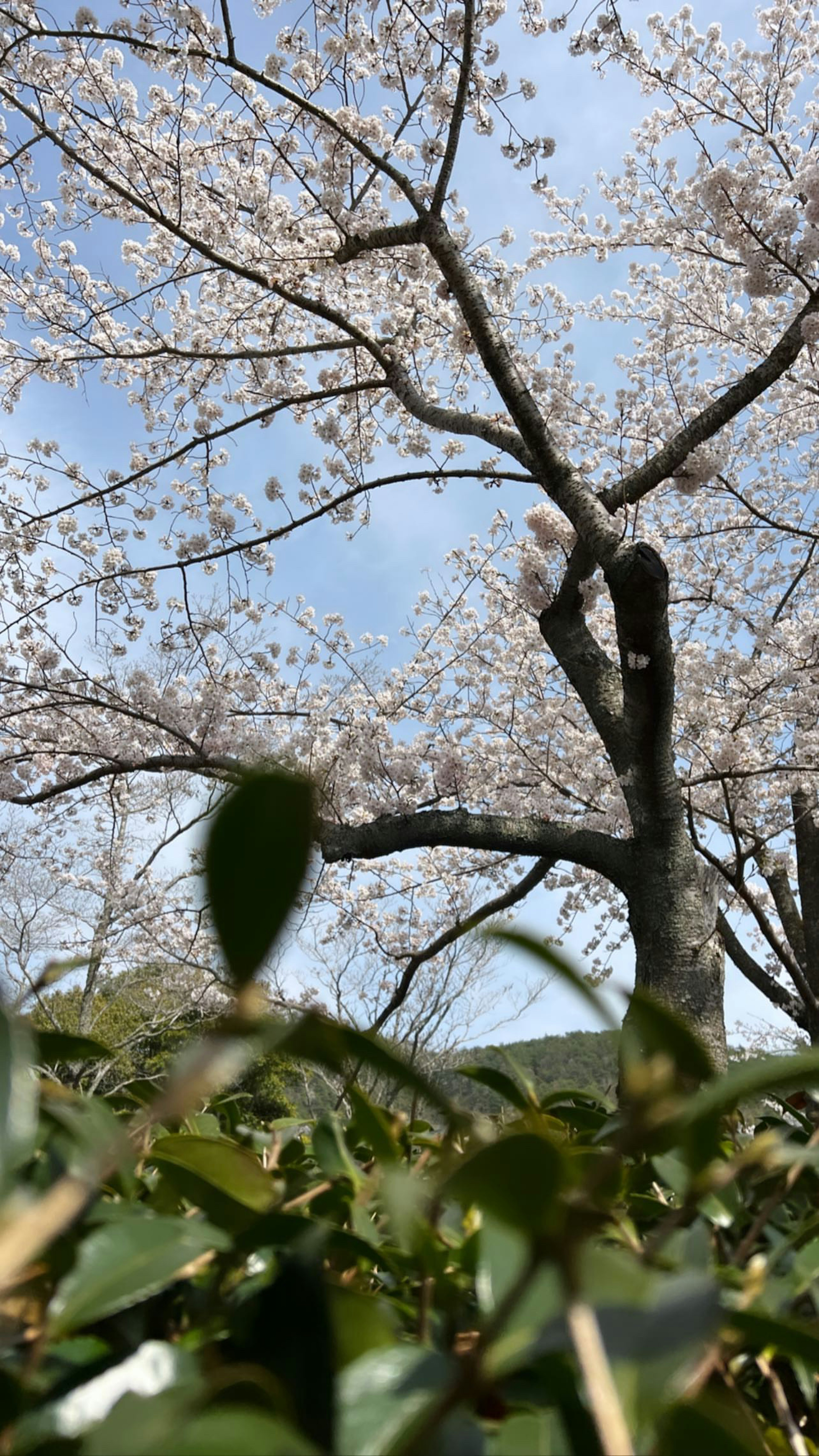 桜の花が咲く木と緑の葉の前景