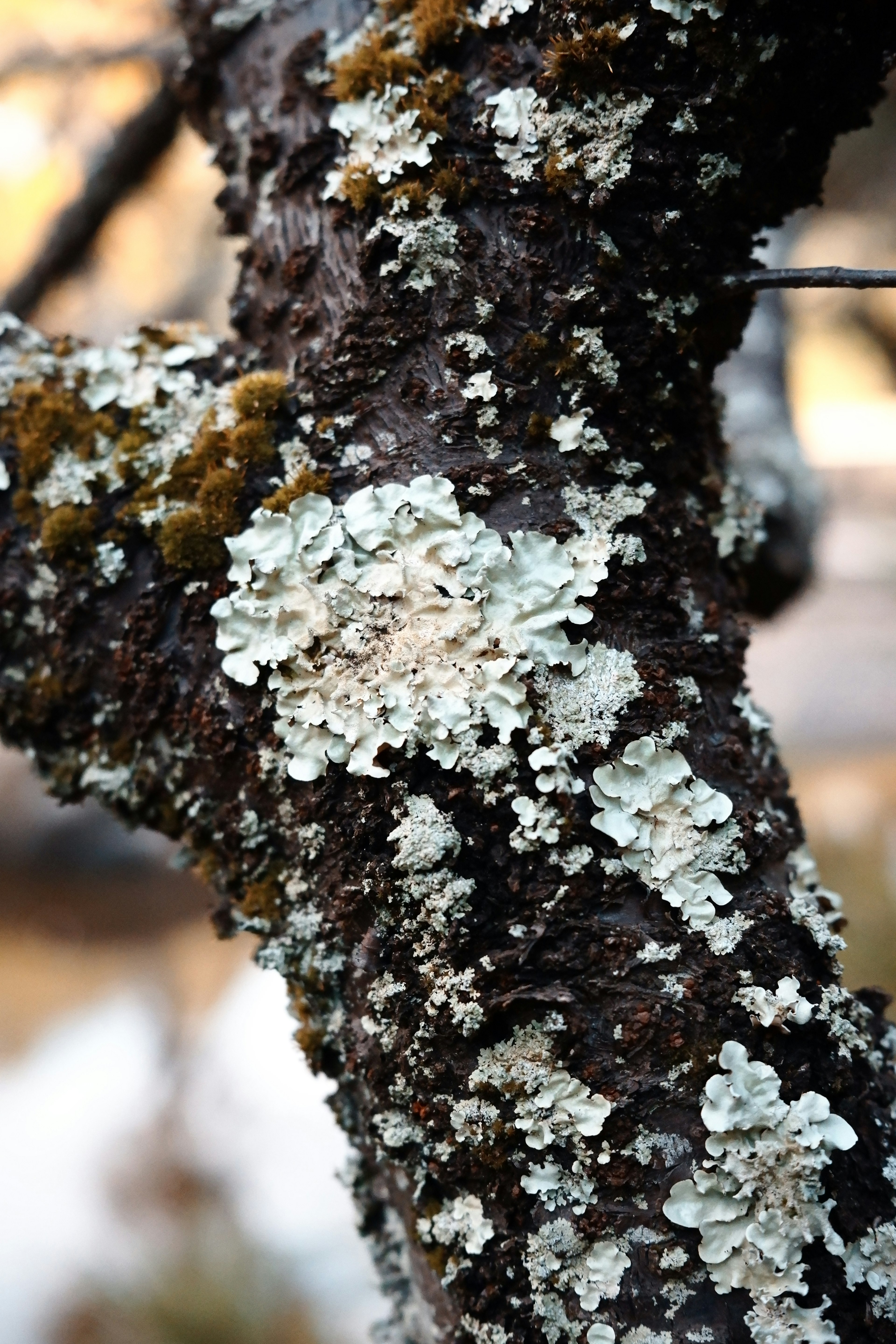 Primo piano di licheni su un tronco d'albero