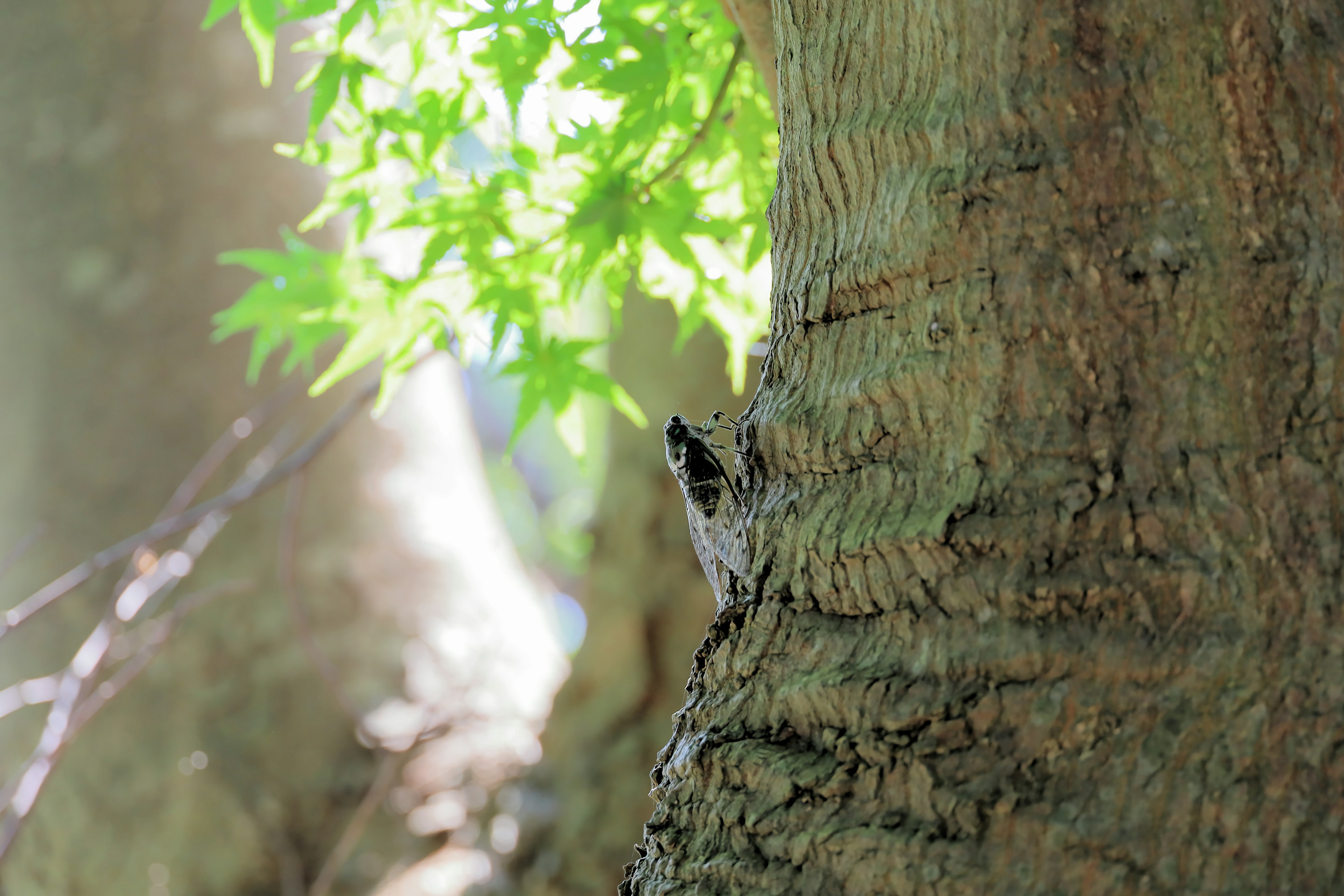 Close-up of a tree trunk with green leaves in the background