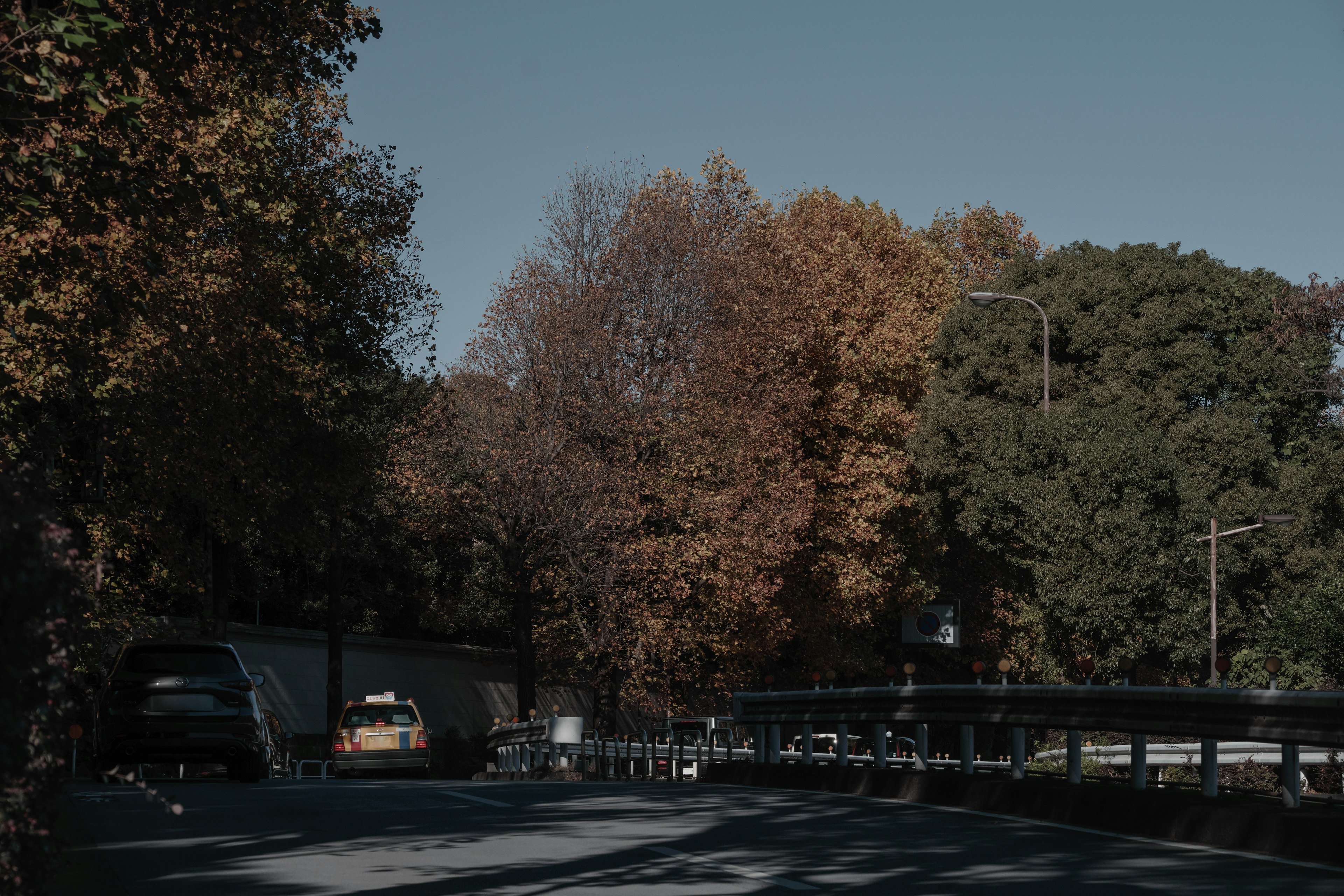 Scena stradale con fogliame autunnale e alberi