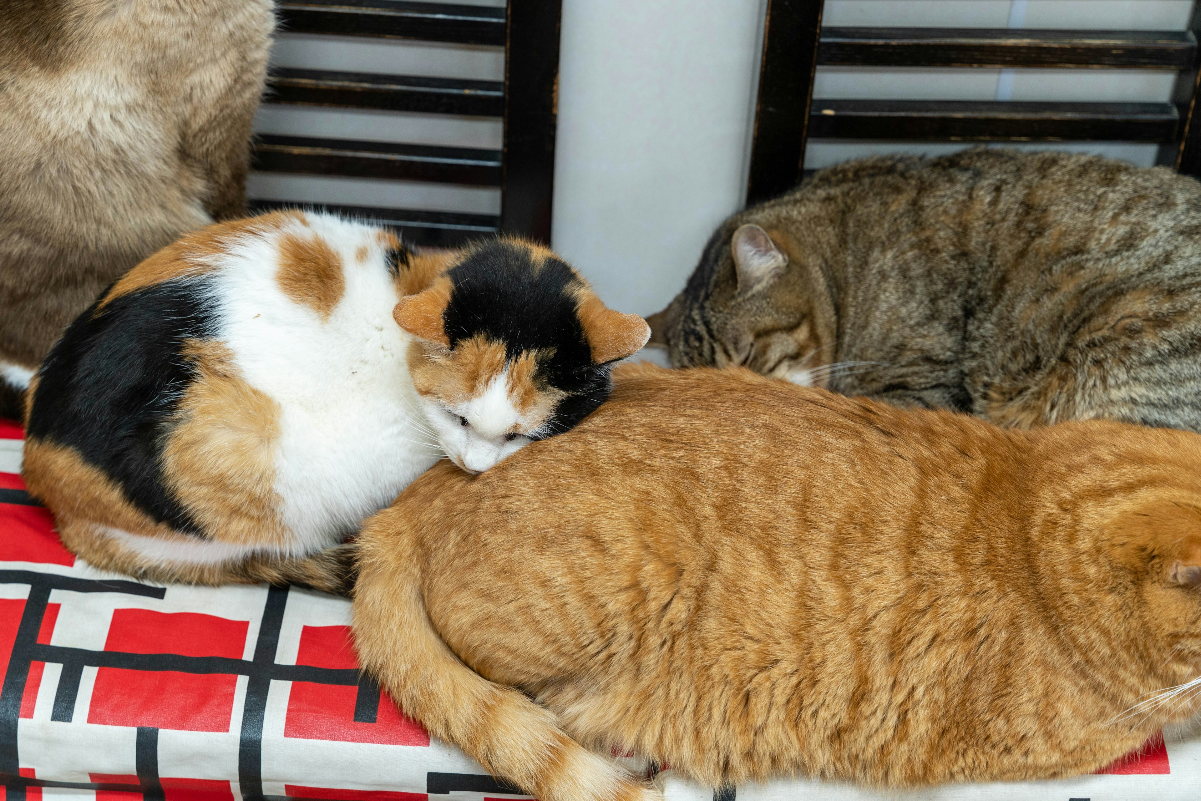 Gruppe schlafender Katzen einschließlich einer Calico und einer orangefarbenen getigerten Katze in einer entspannten Umgebung