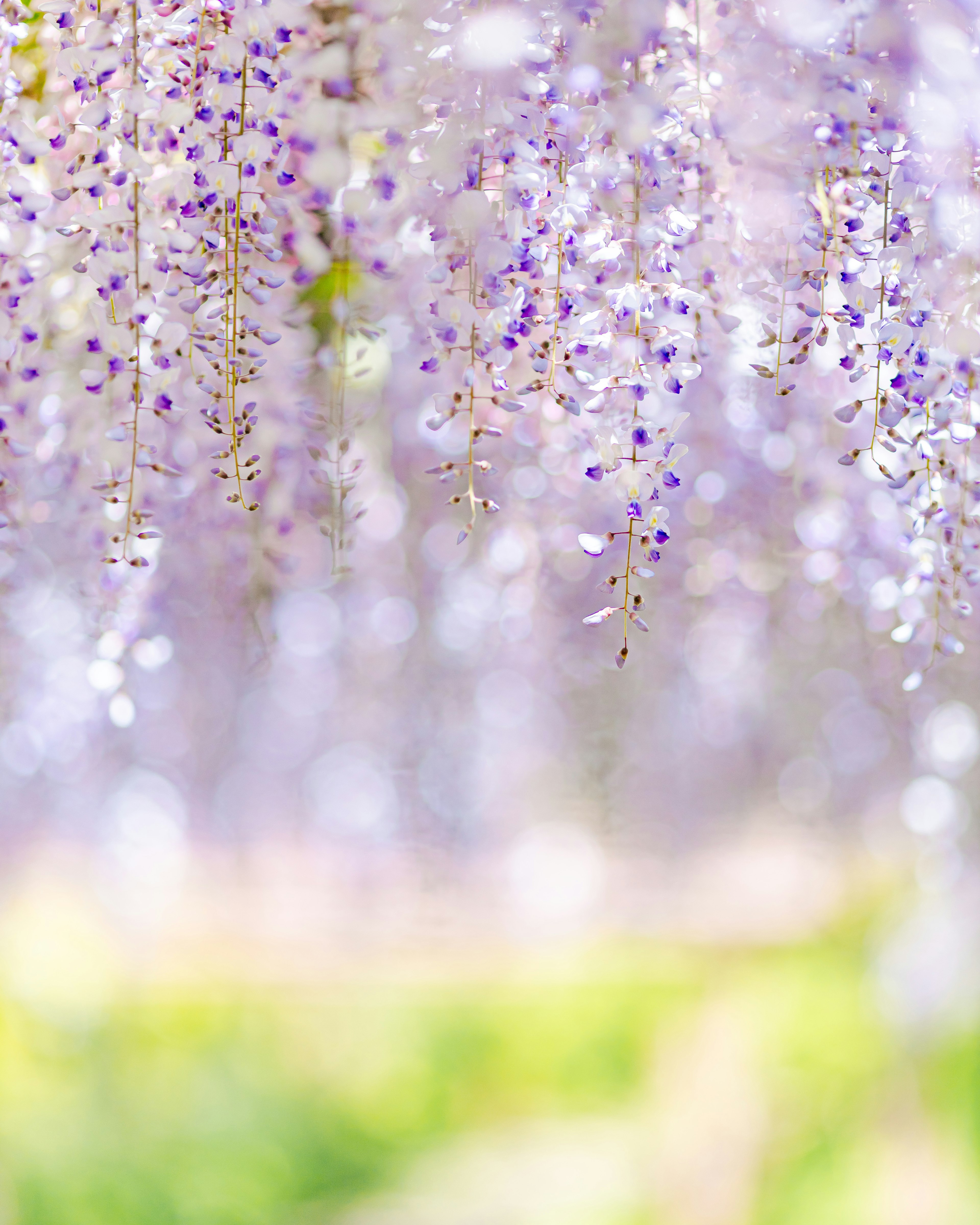 紫色の藤の花が垂れ下がる美しい風景