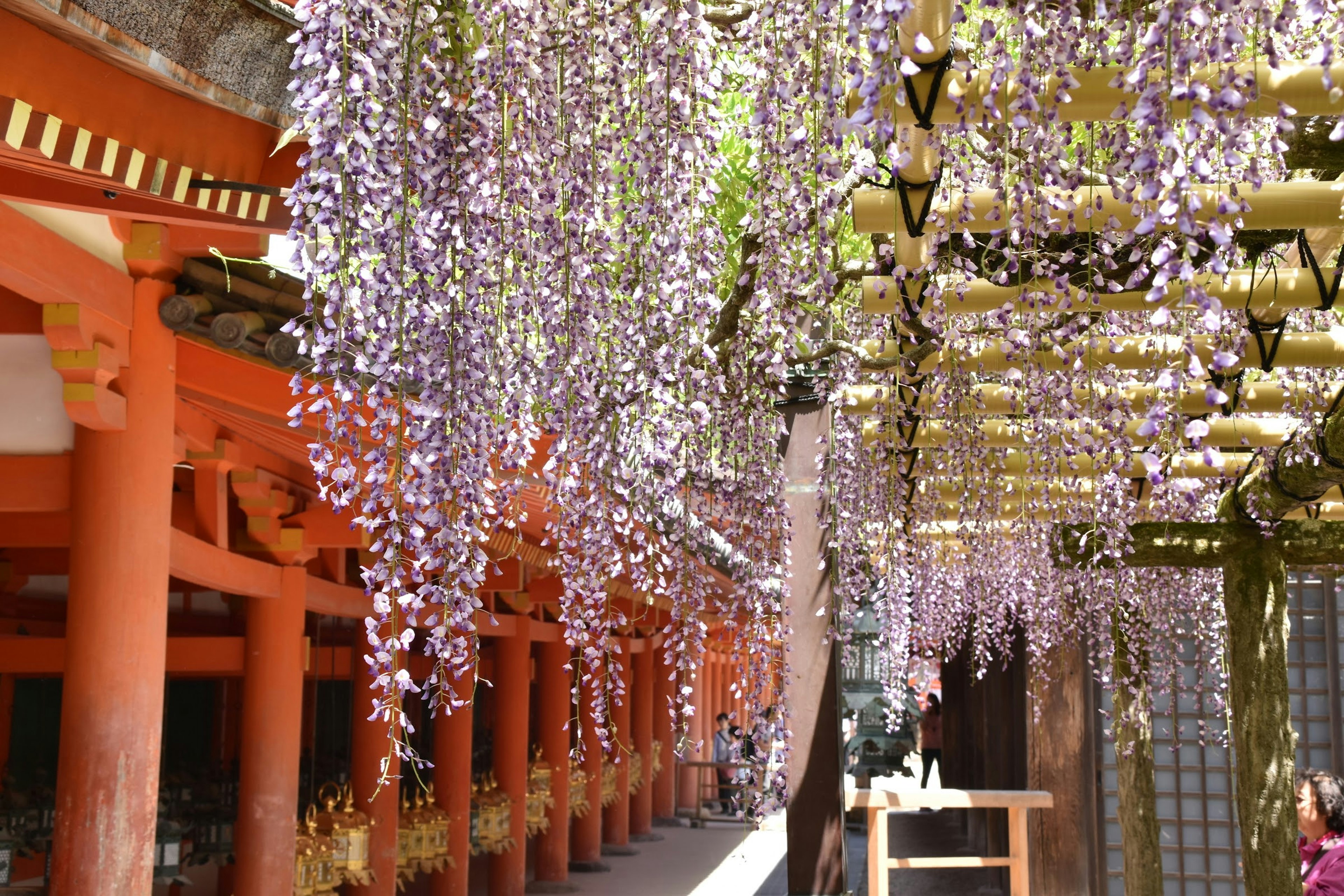 紫色の藤の花が垂れ下がる神社の通路