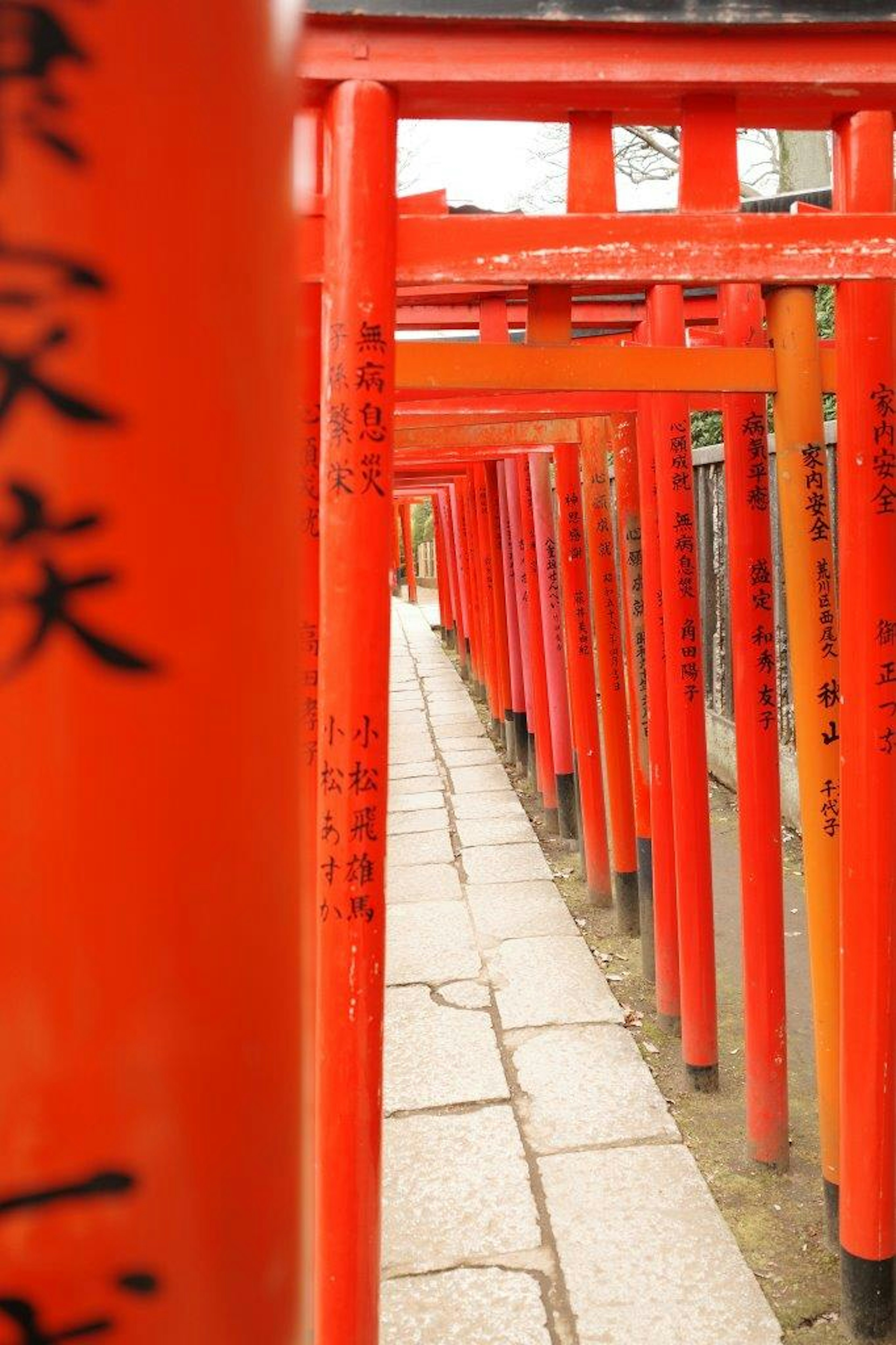 赤い鳥居が並ぶ道の写真