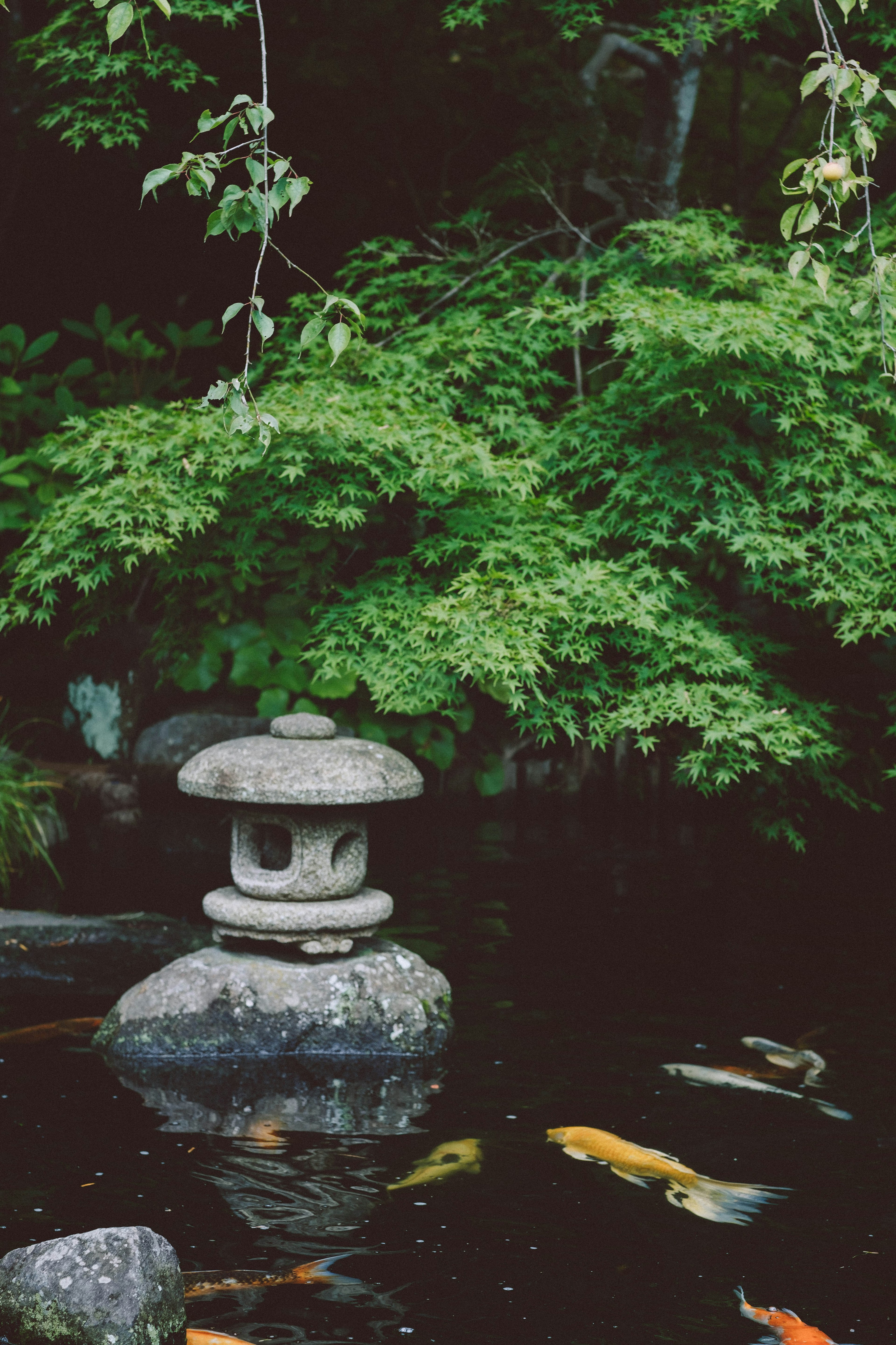 池の中の石の灯篭と色とりどりの鯉が泳ぐ美しい風景