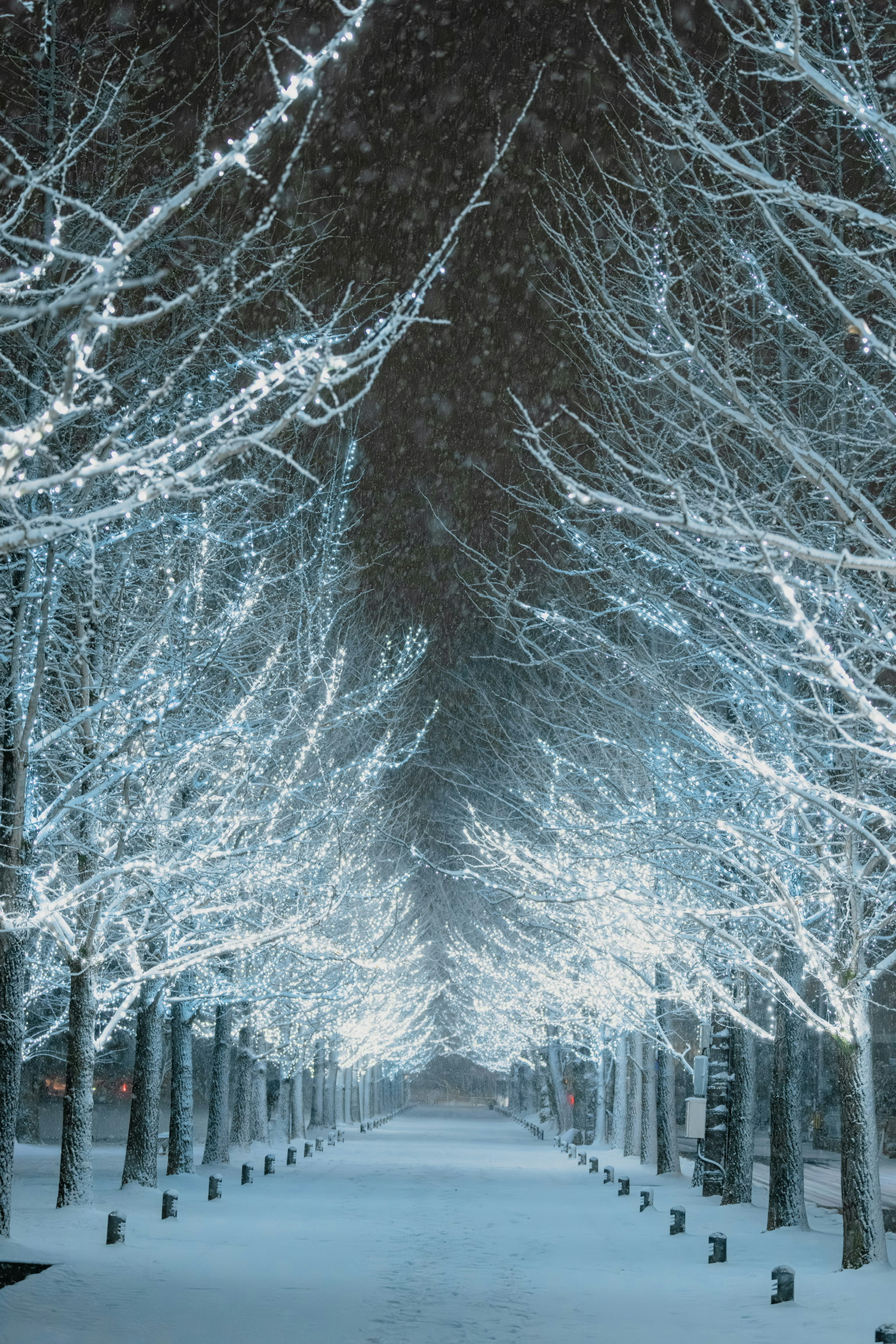 美丽的冬季场景，白色灯光装饰的树木沿着覆盖雪的道路排成两侧