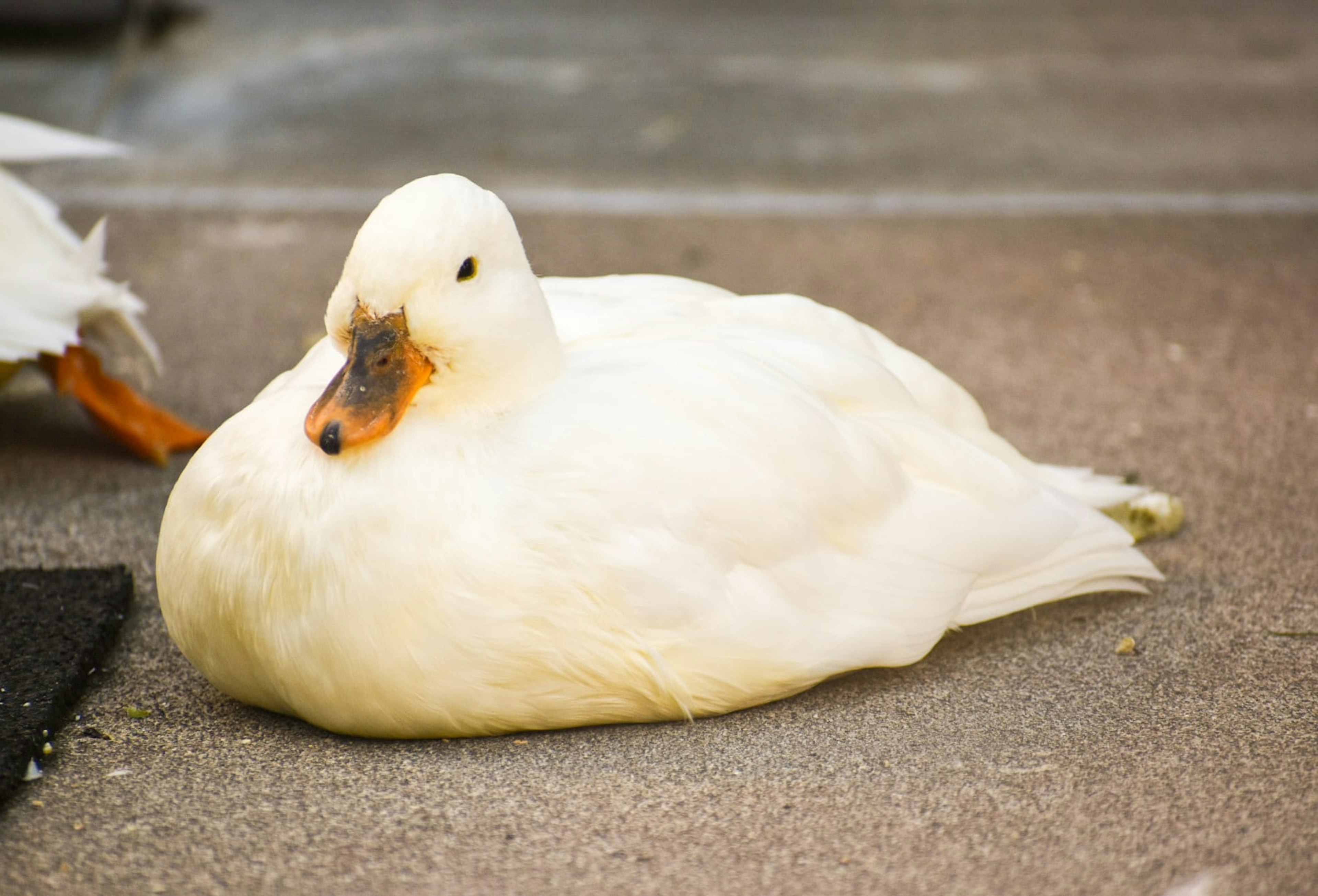 A white duck resting on the ground