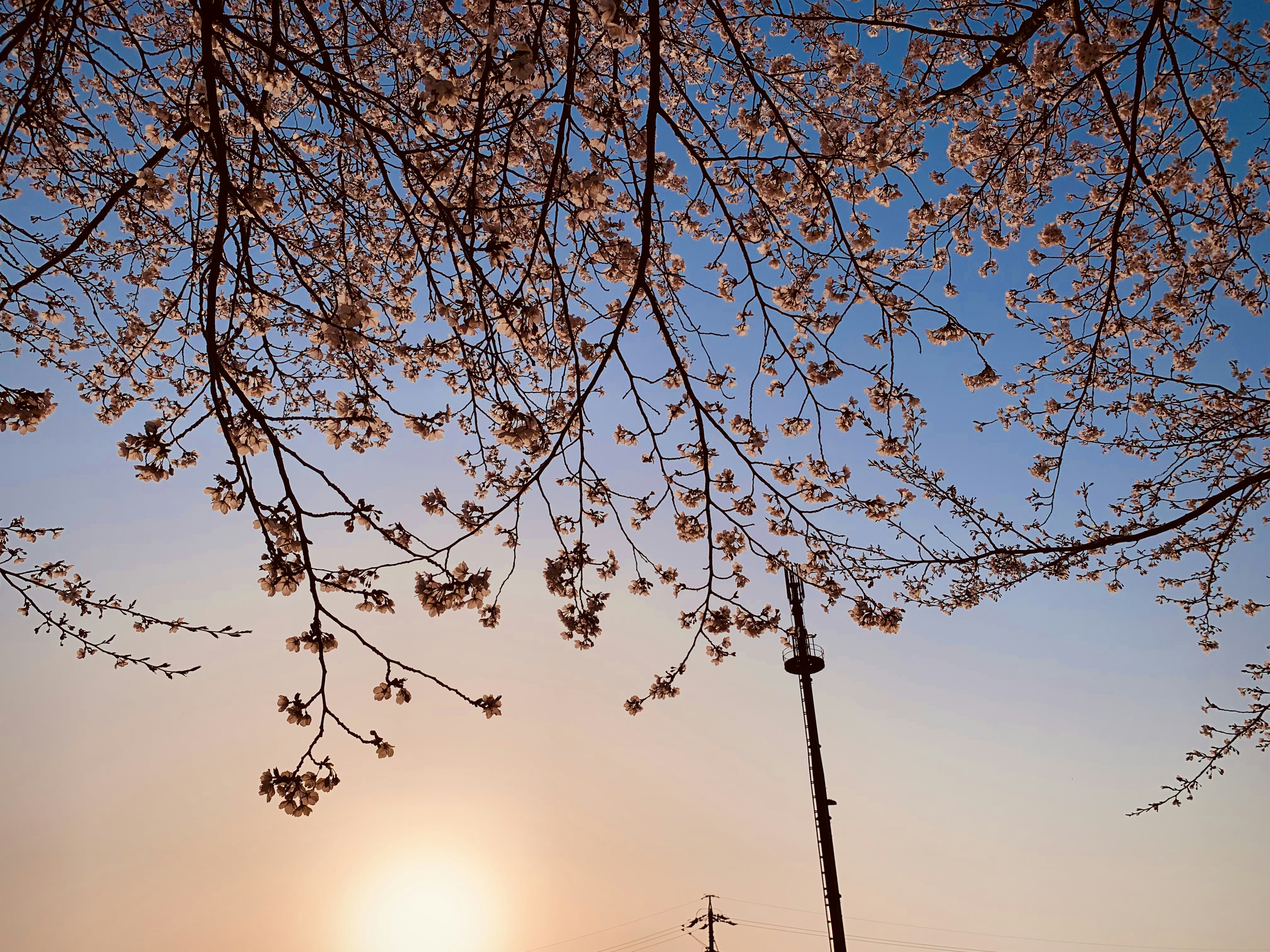 桜の花が咲いている枝と夕日が美しい空の景色