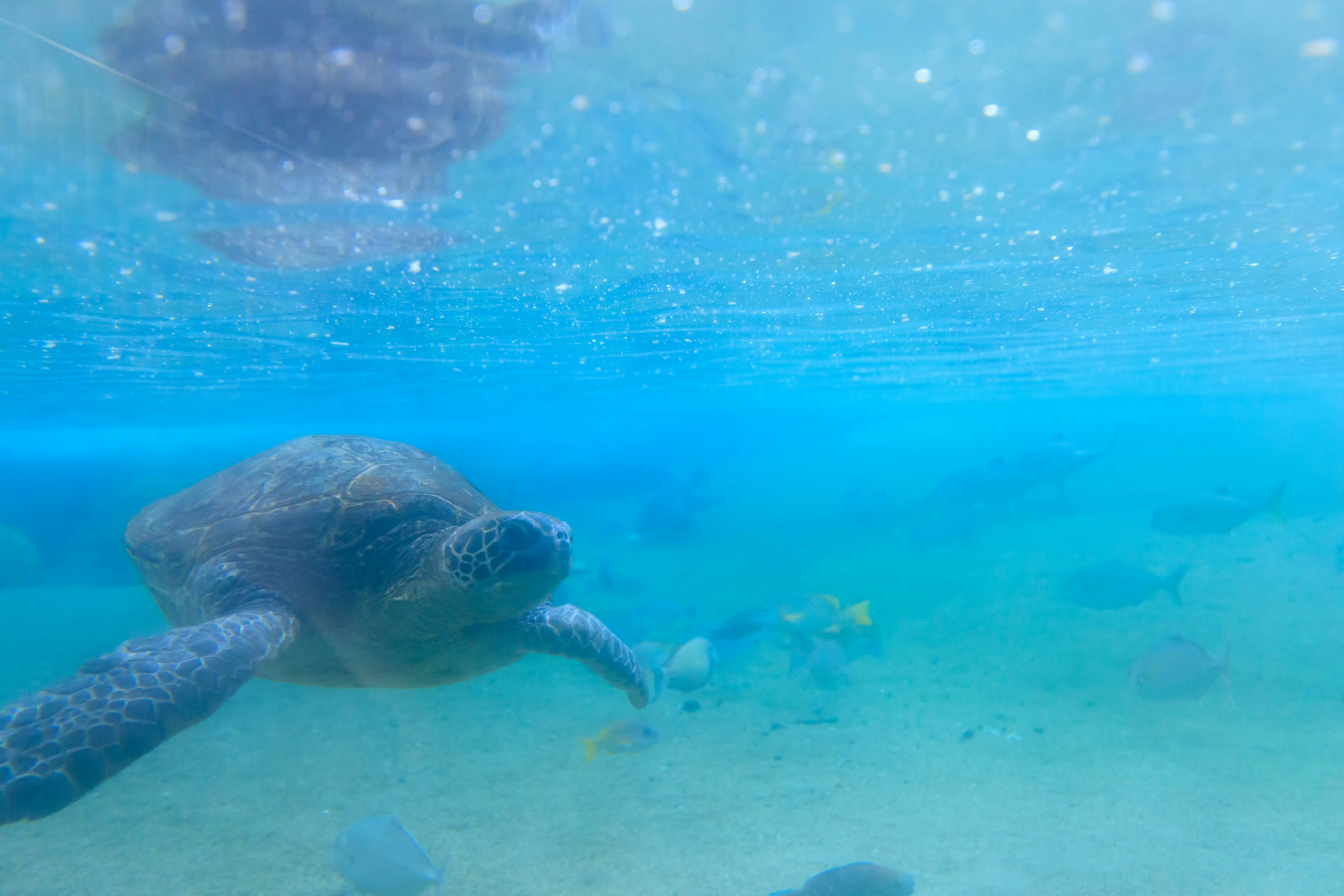 Kura laut berenang di bawah air dengan air biru dan dasar pasir