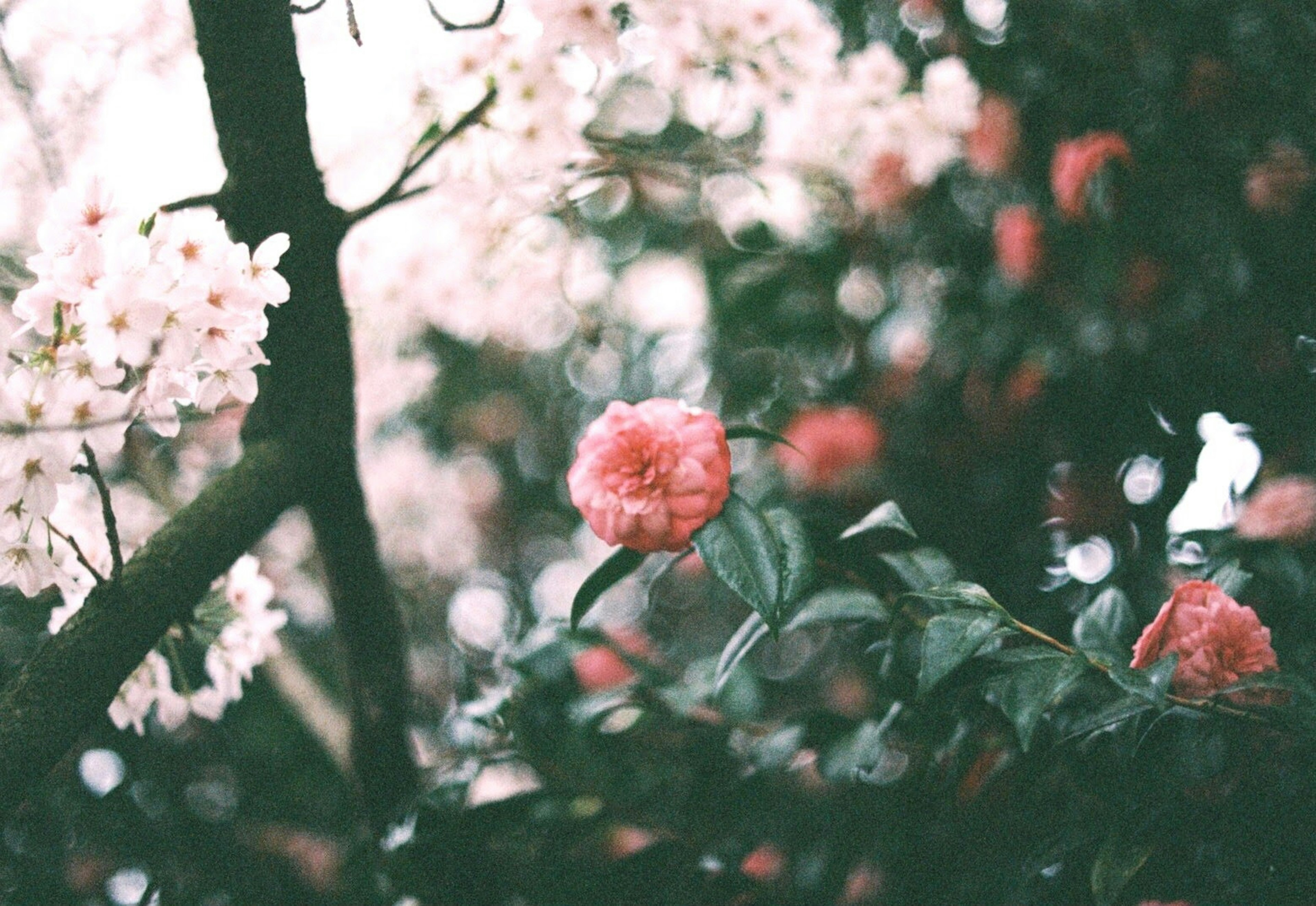 A spring scene featuring pink and white flowers among green leaves