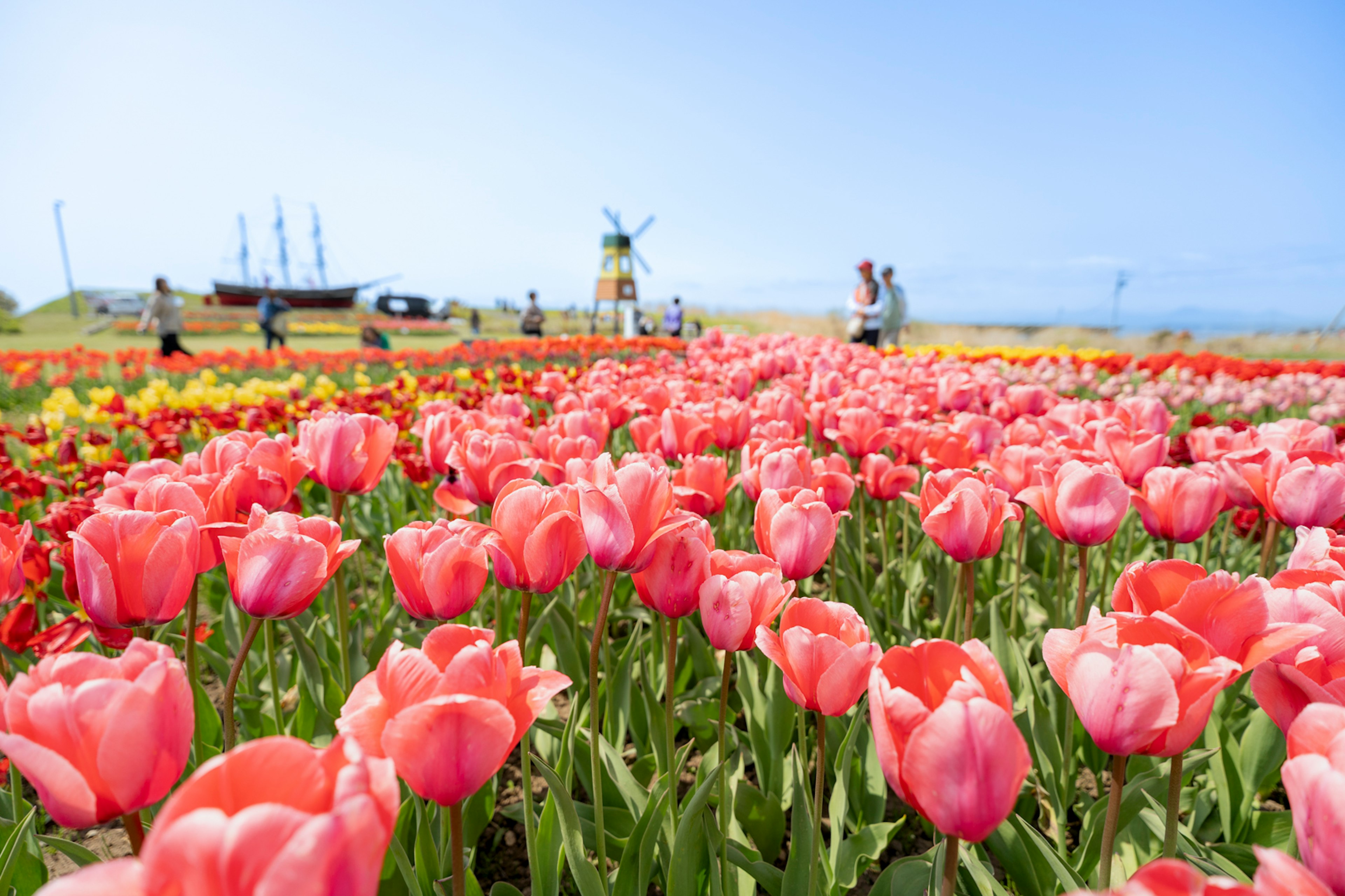 Champ de tulipes colorées avec des tulipes roses au premier plan et un moulin à vent en arrière-plan