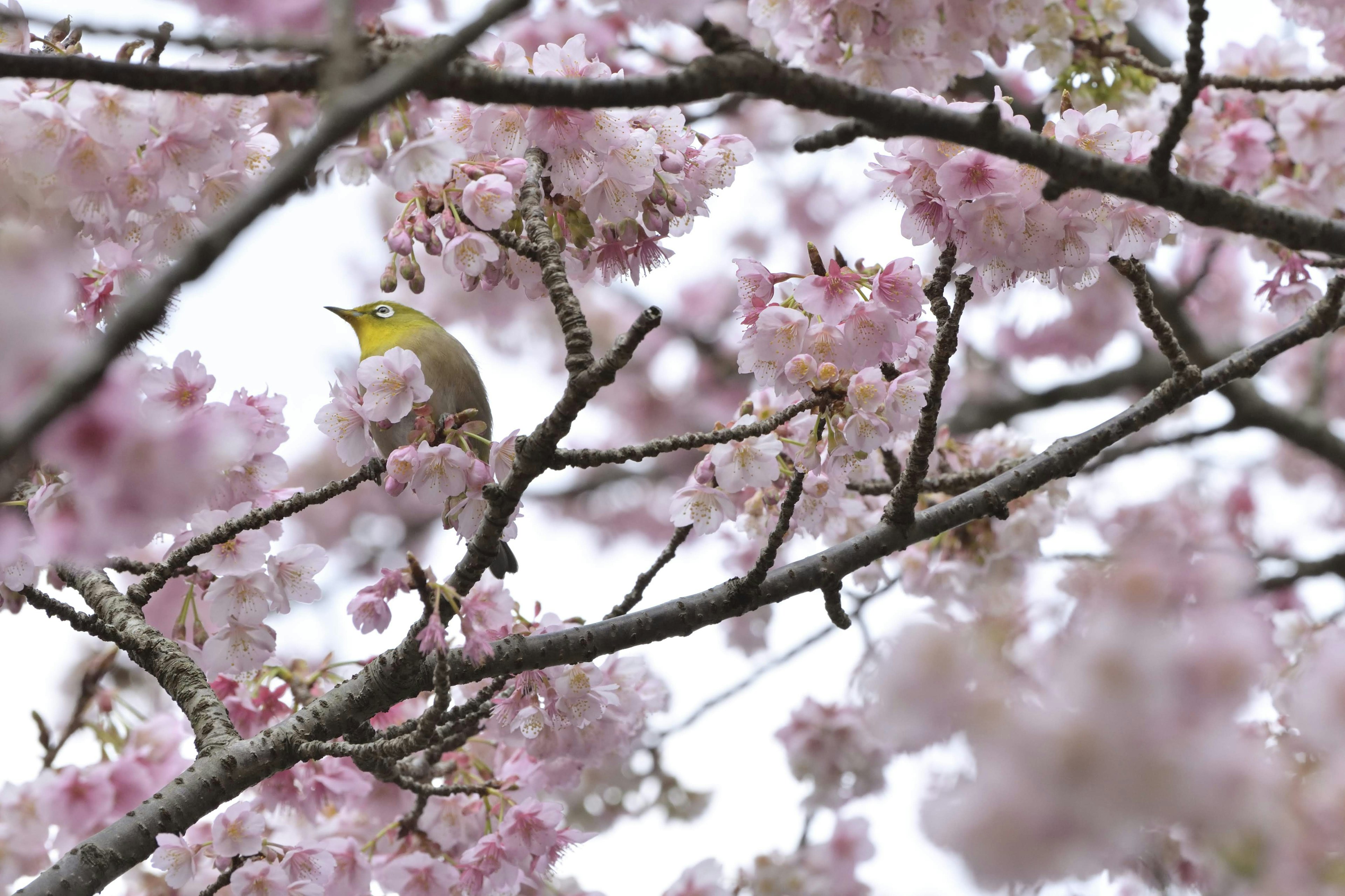 桜の花の間にいる小鳥の鮮やかな姿