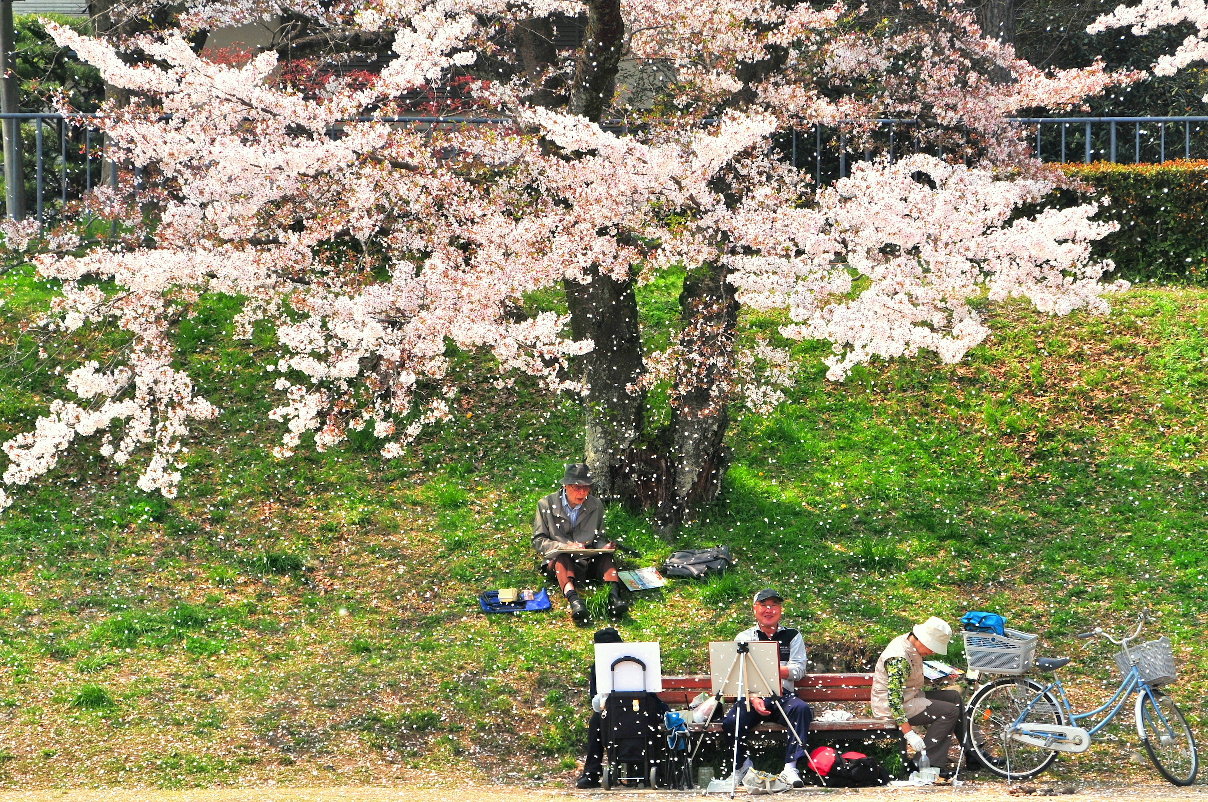 桜の木の下でくつろぐ人々と自転車の風景