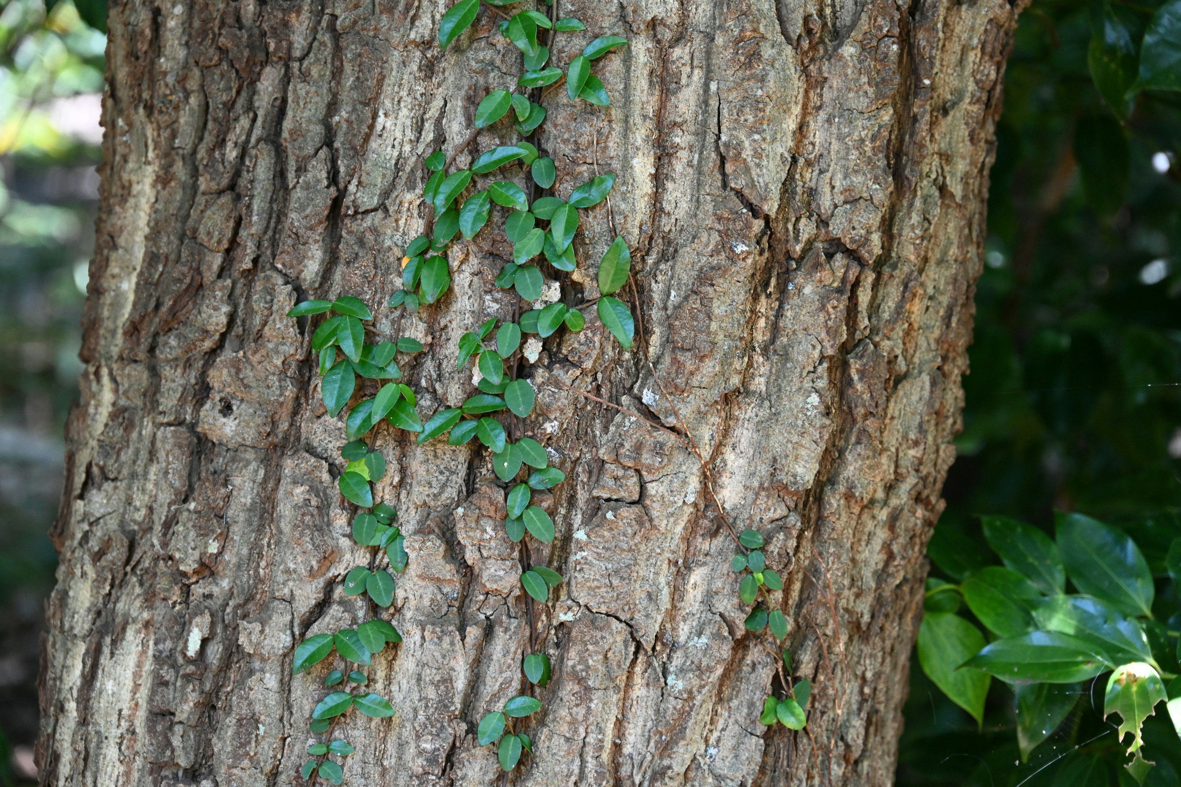 Vides verdes trepando por un tronco de árbol texturizado