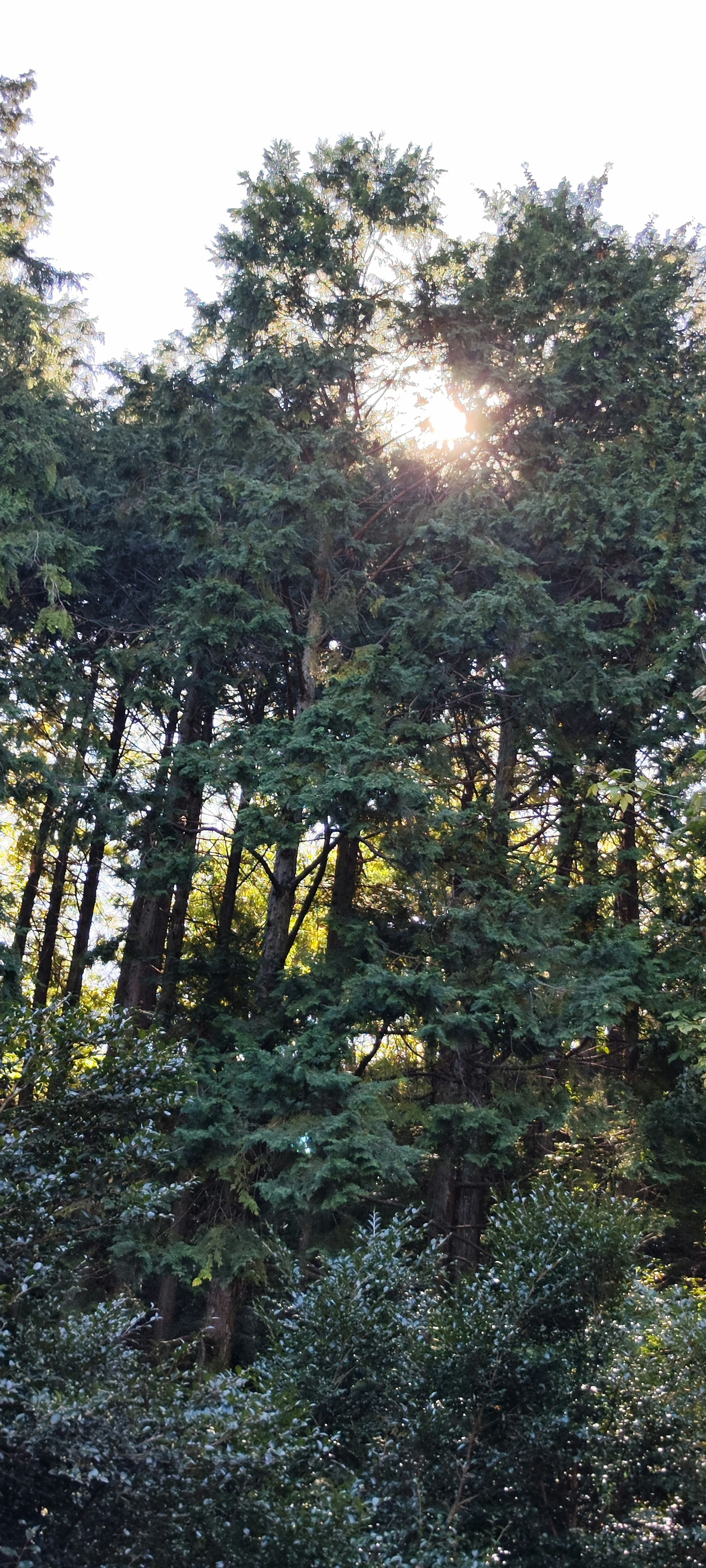 Sunlight filtering through tall trees with green leaves