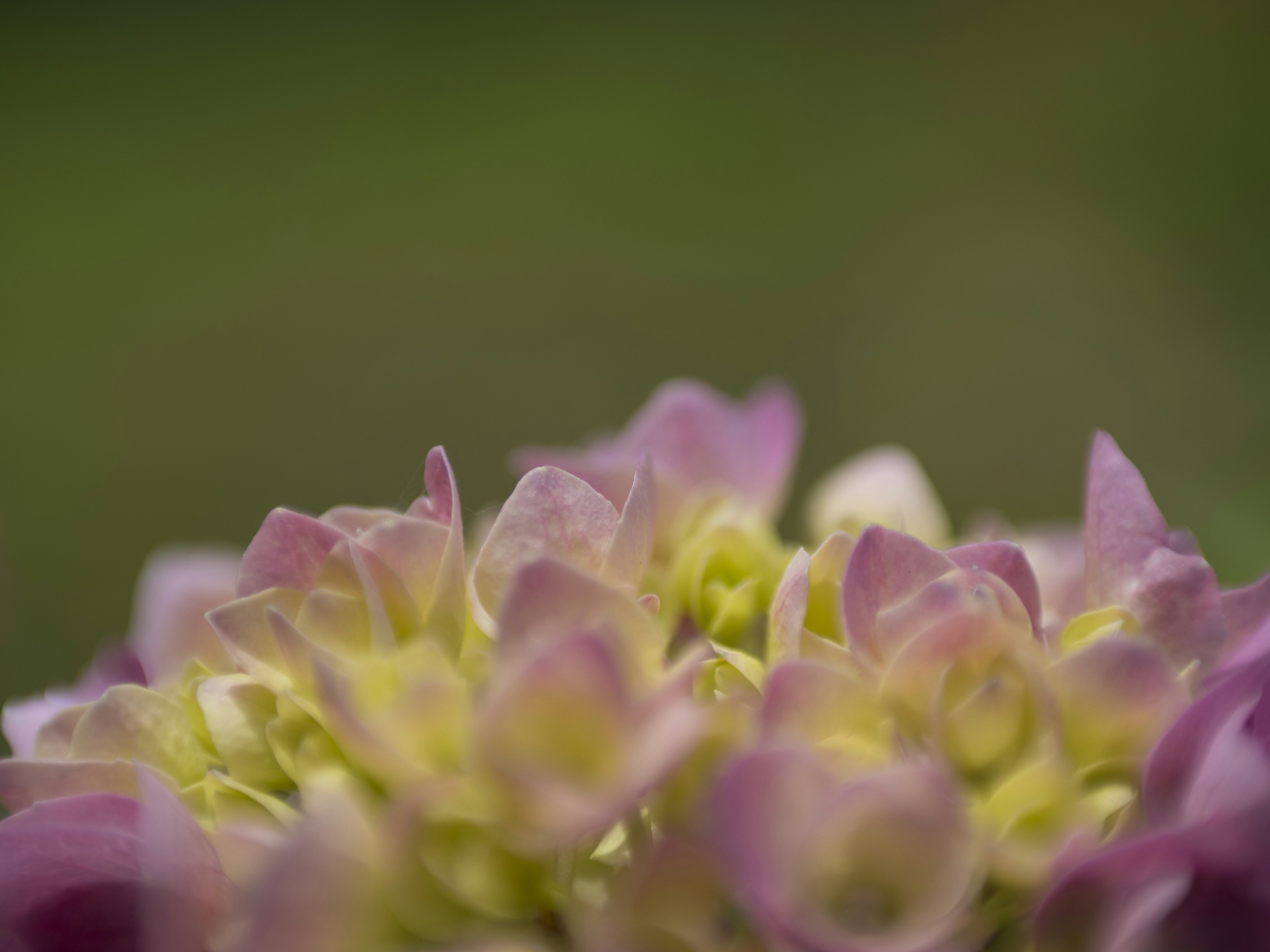 Nahaufnahme von sanften lila Blumen mit gelbem Zentrum