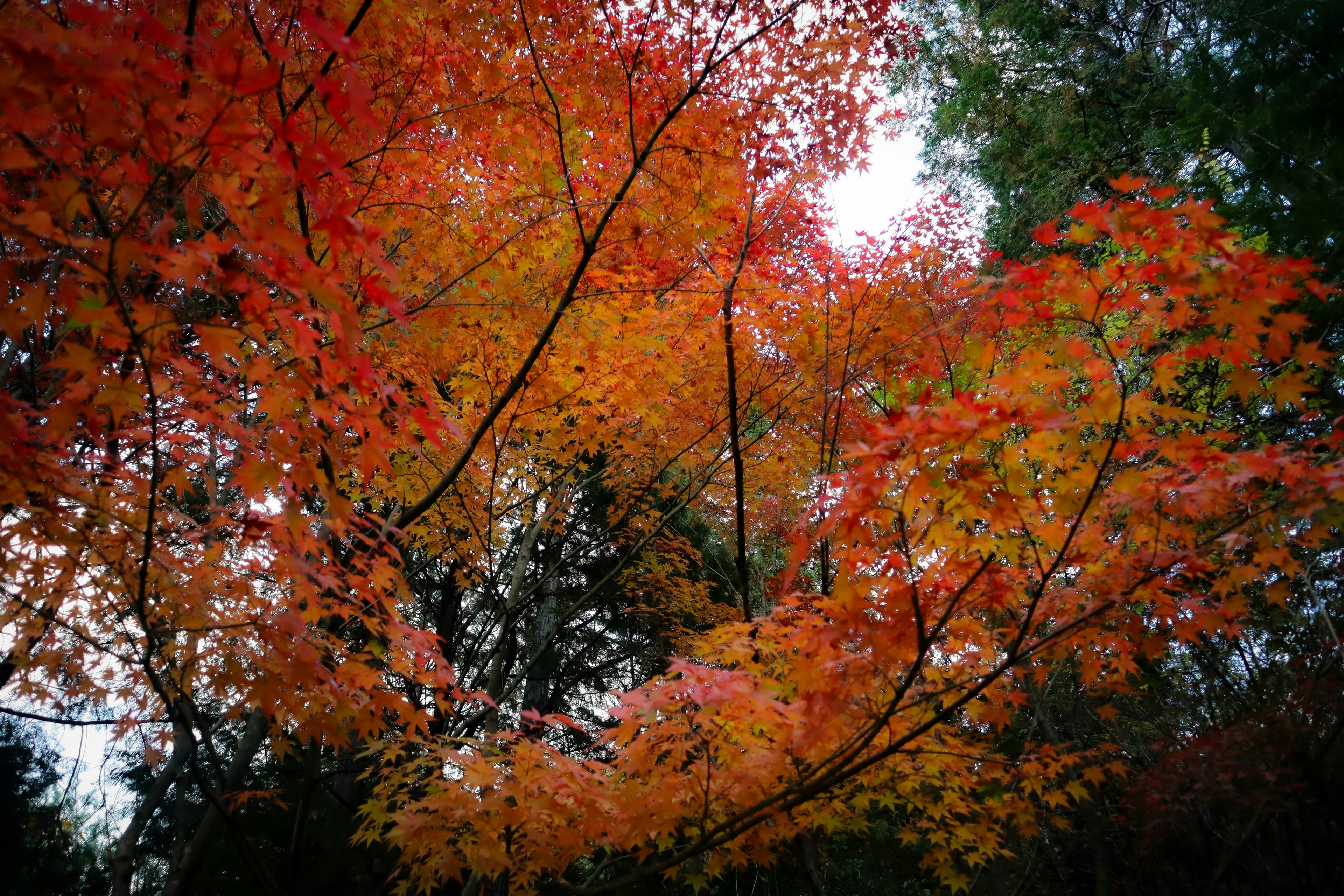 秋の紅葉した木々の鮮やかな赤とオレンジの葉