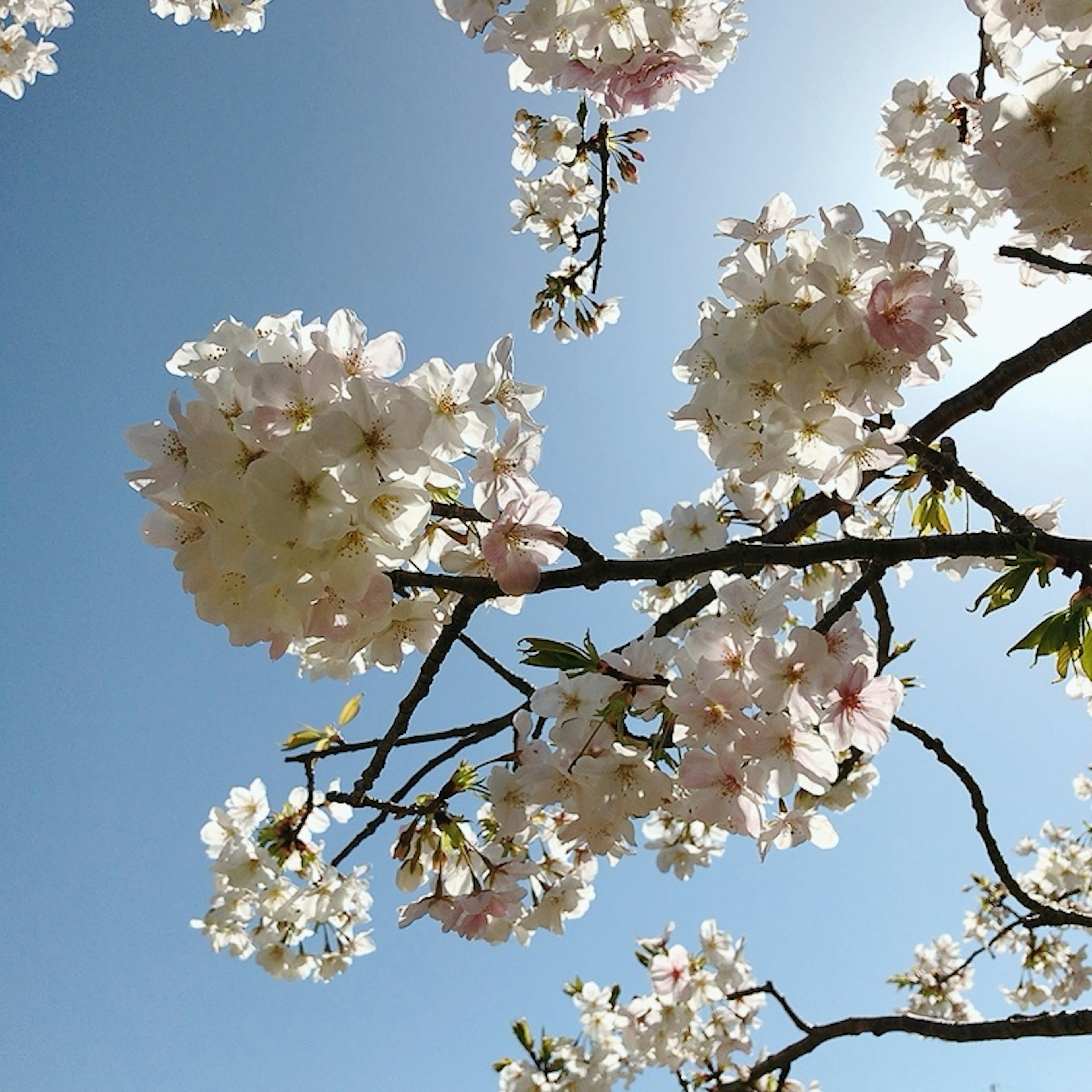 Cabang bunga sakura mekar di bawah langit biru yang cerah