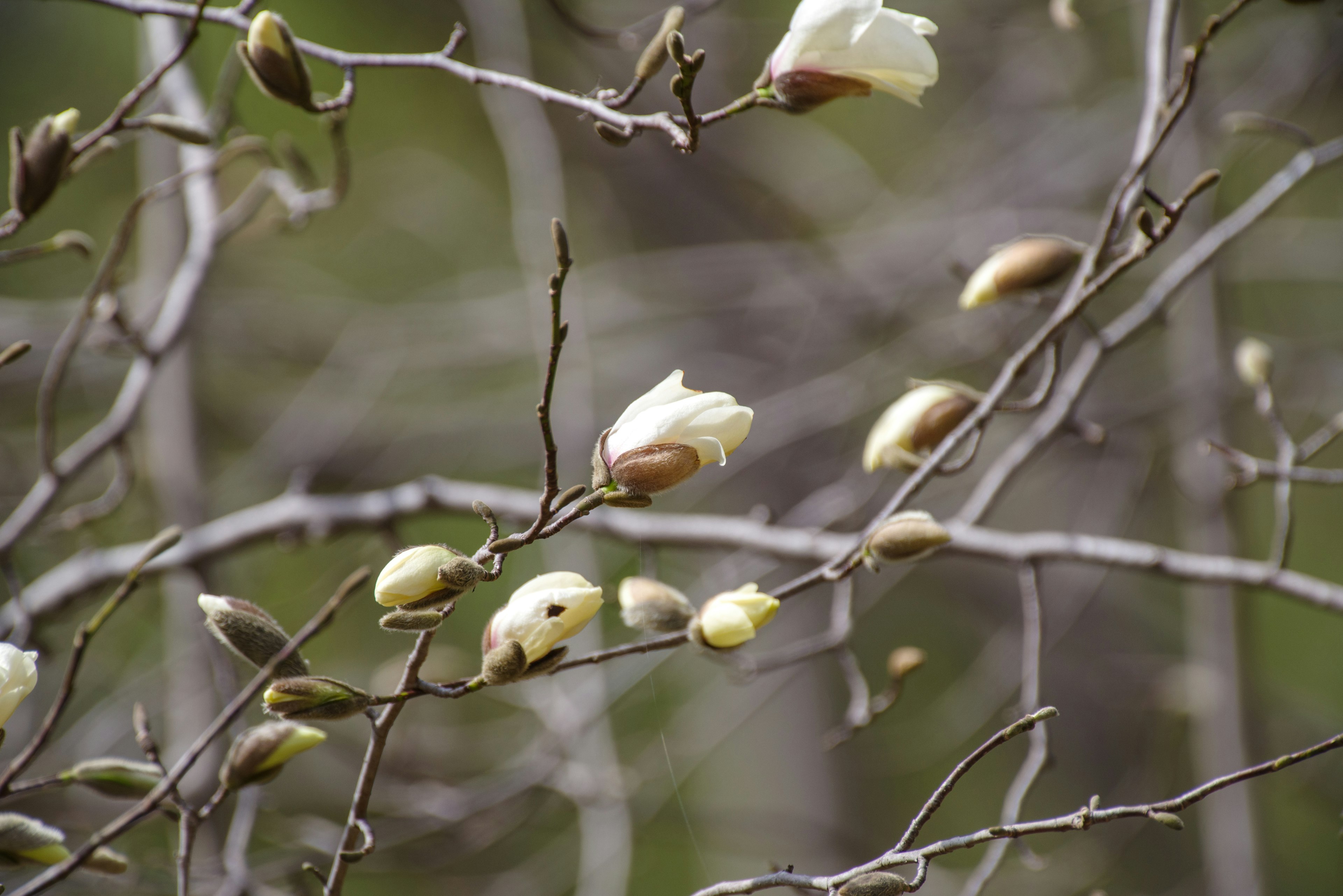 Äste eines Baumes mit weißen Blütenknospen