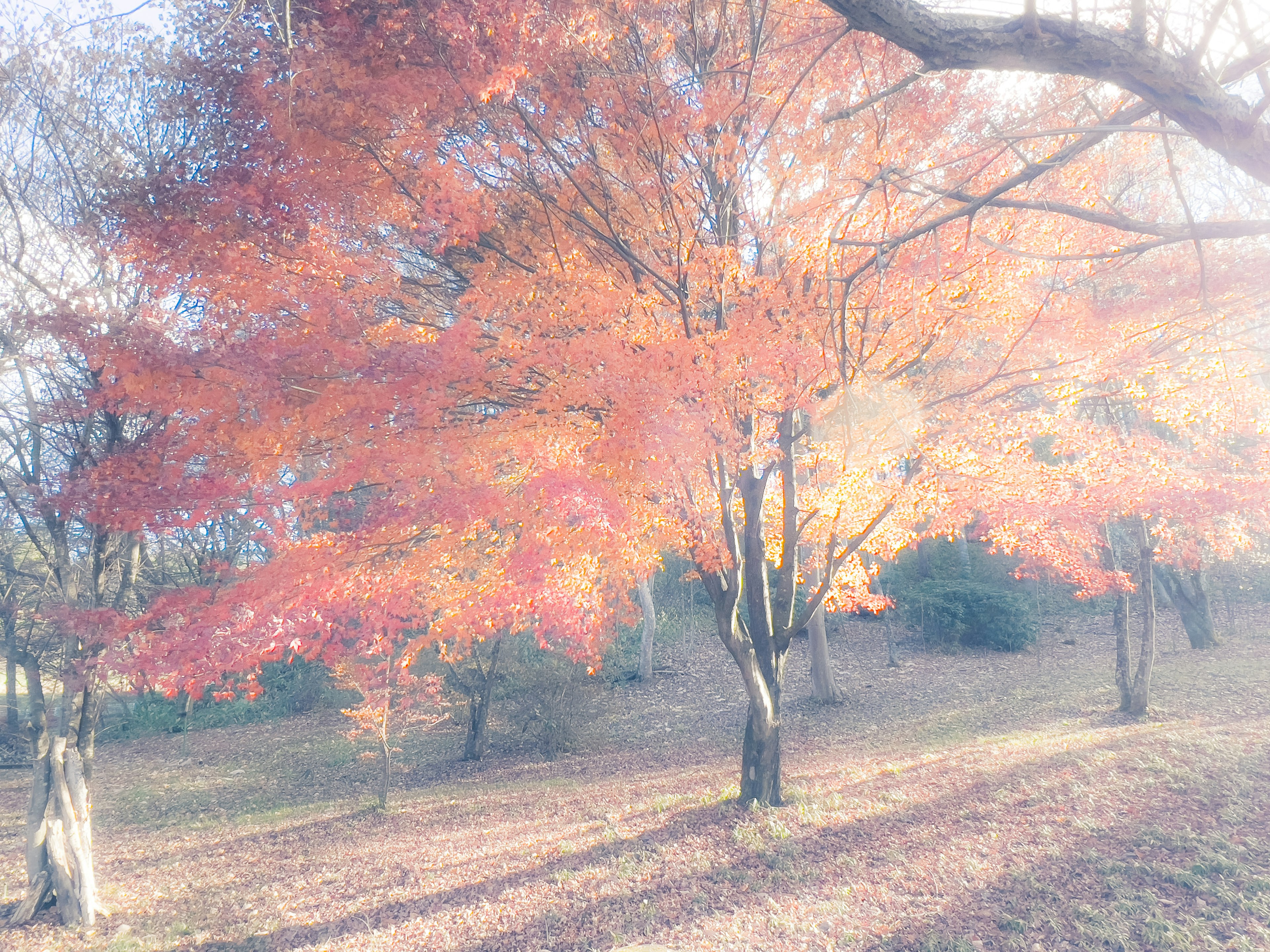 Hermoso follaje de otoño en un parque