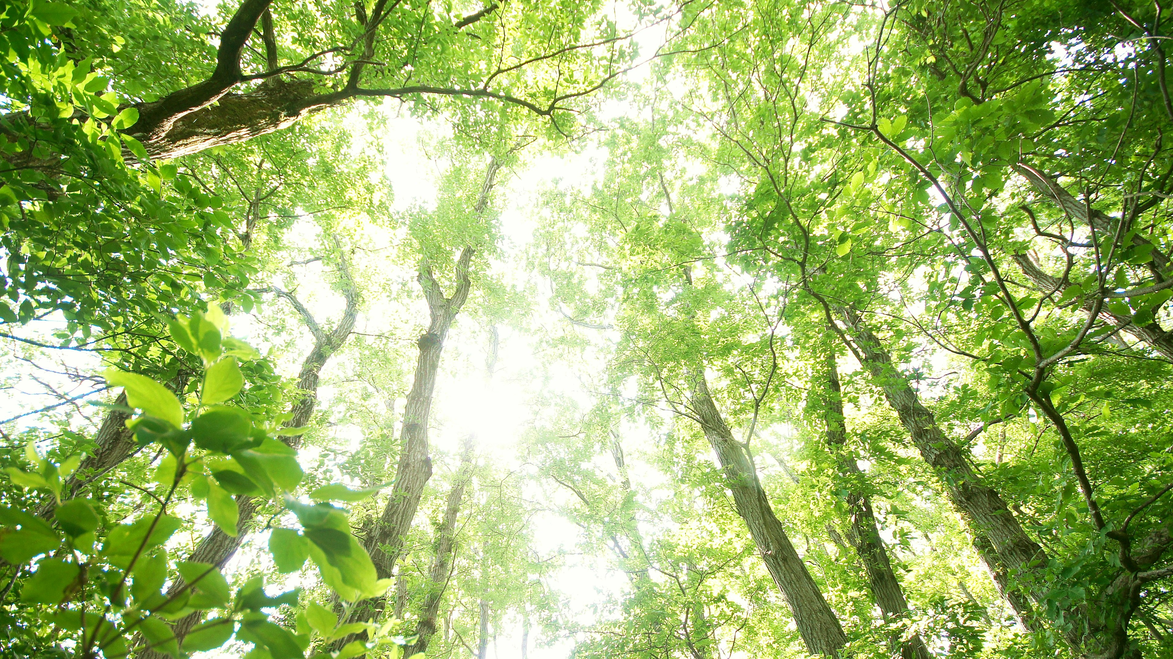 Immagine che mostra una vista verso l'alto di una foresta verde lussureggiante Luce brillante che filtra tra gli alberi