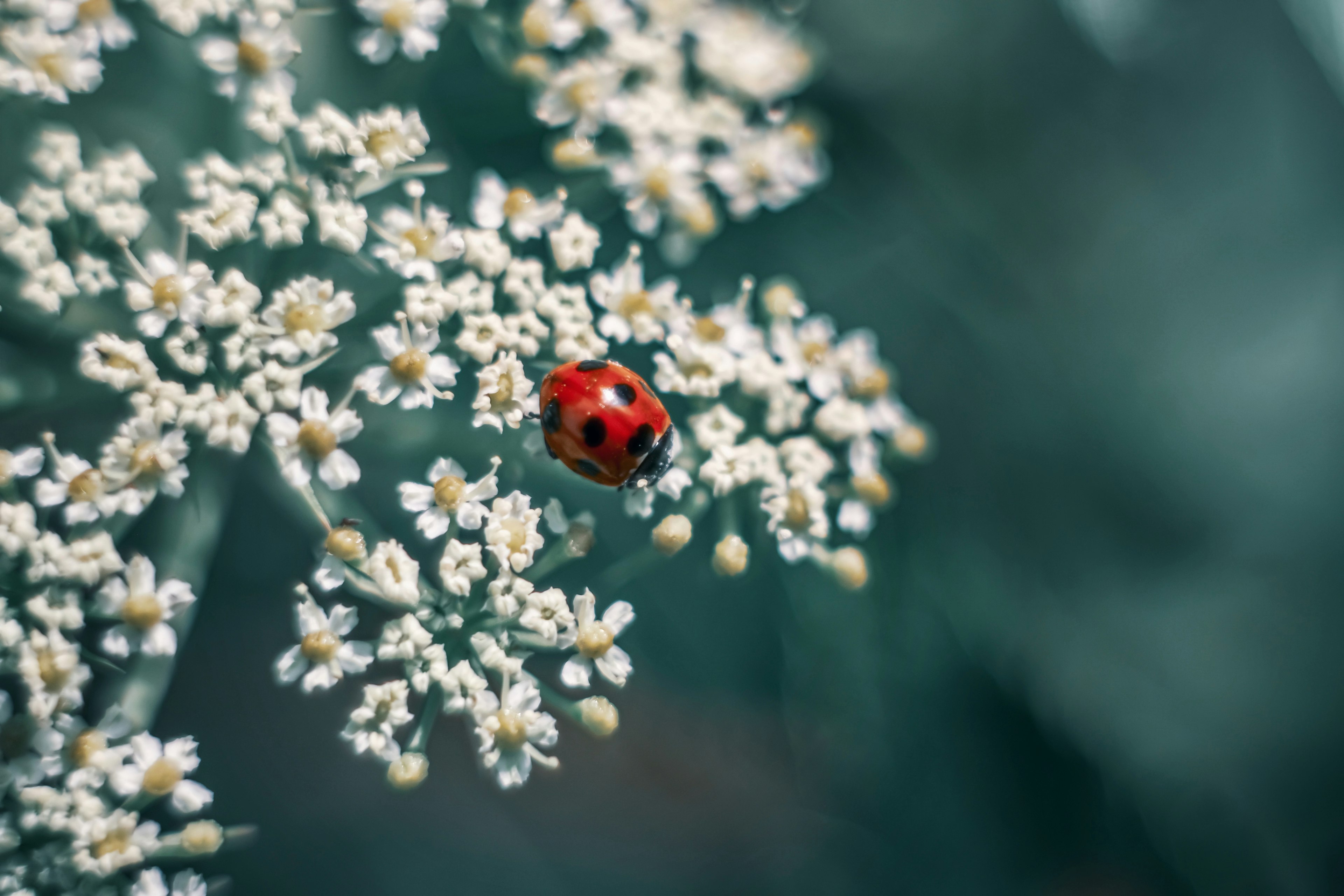 Red ladybug on white flowers with a blurred green background