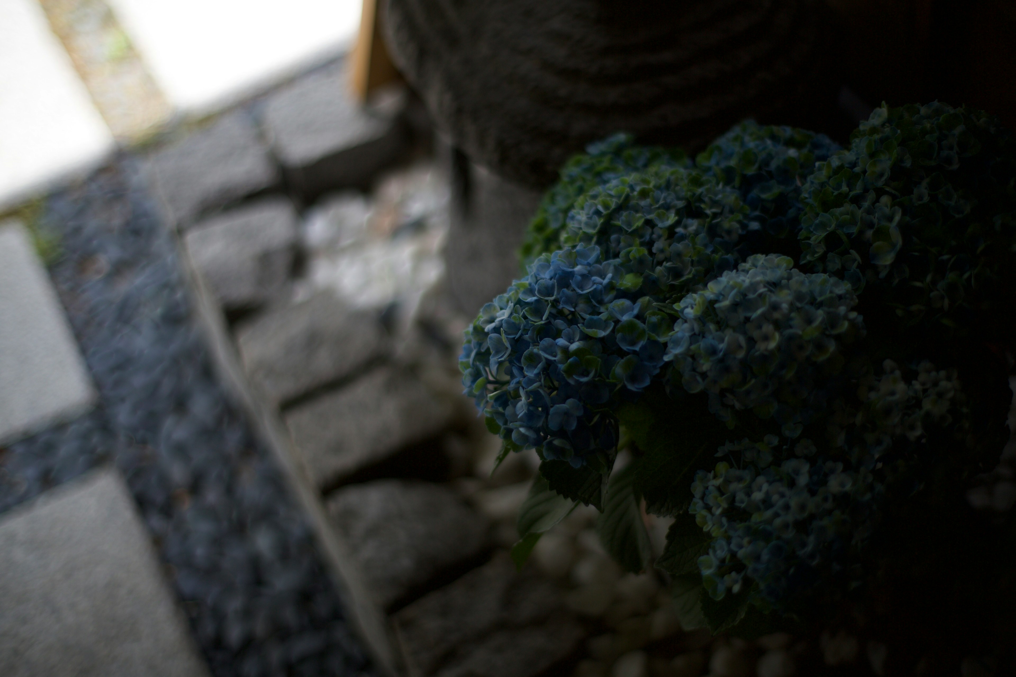 Ein Strauß blauer Blumen neben einem Steinweg