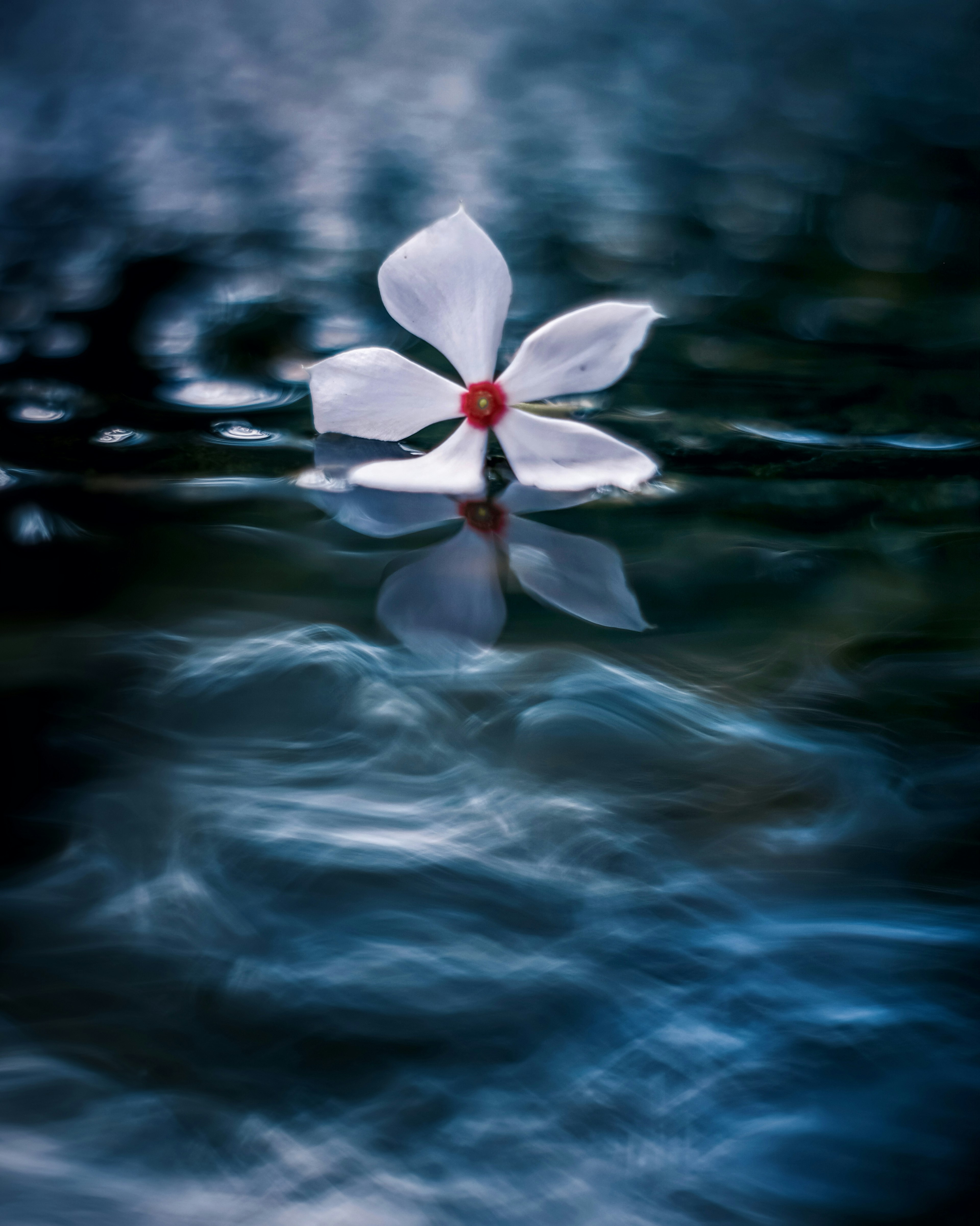 Un fiore bianco con un centro rosso che galleggia su una superficie d'acqua calma