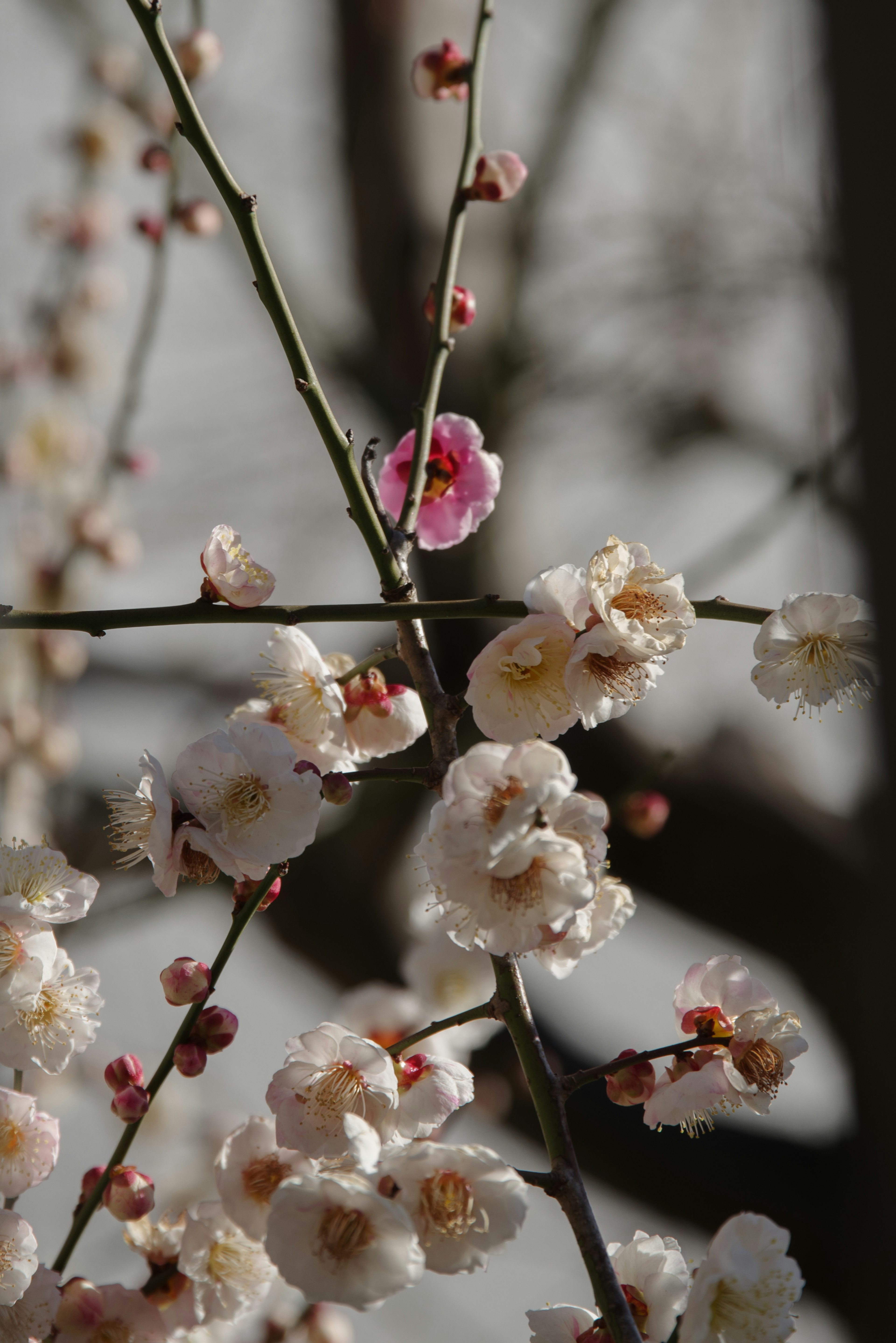 白い花とピンクの花が咲く梅の木の枝