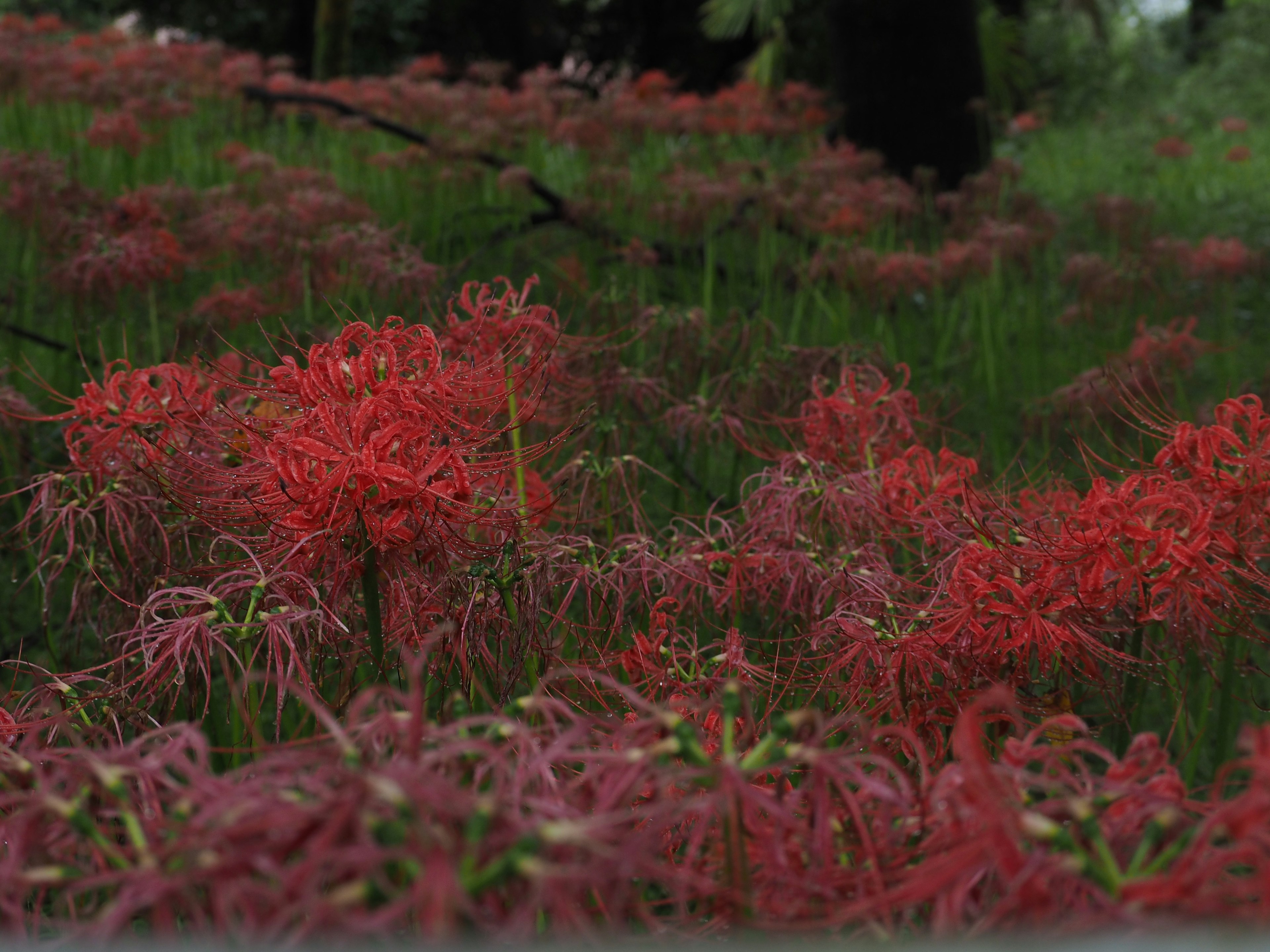 Champ de lys araignées rouges fleurissant dans une herbe verte luxuriante