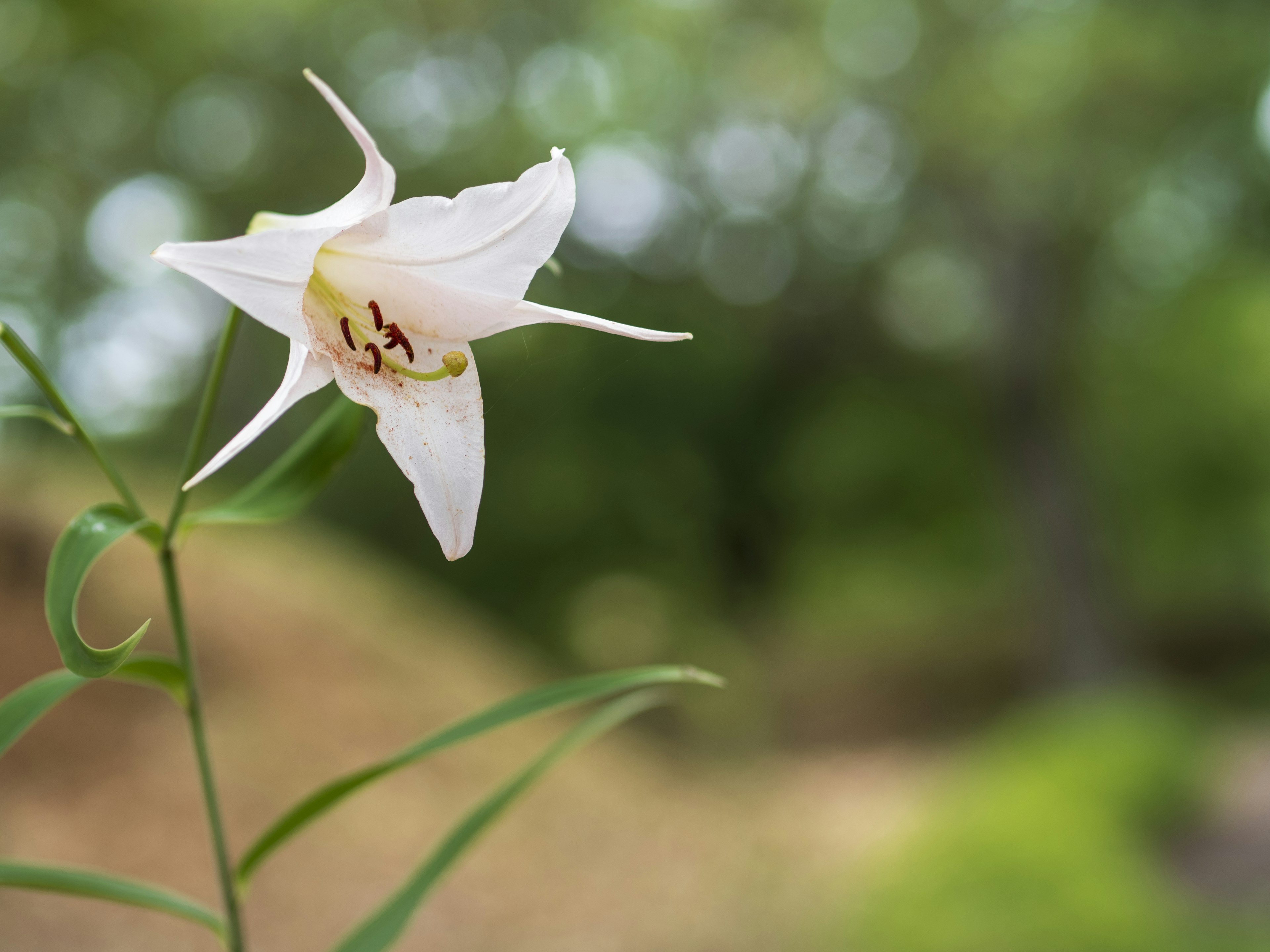 Eine schöne Pflanze mit einer weißen Blume vor grünem Hintergrund