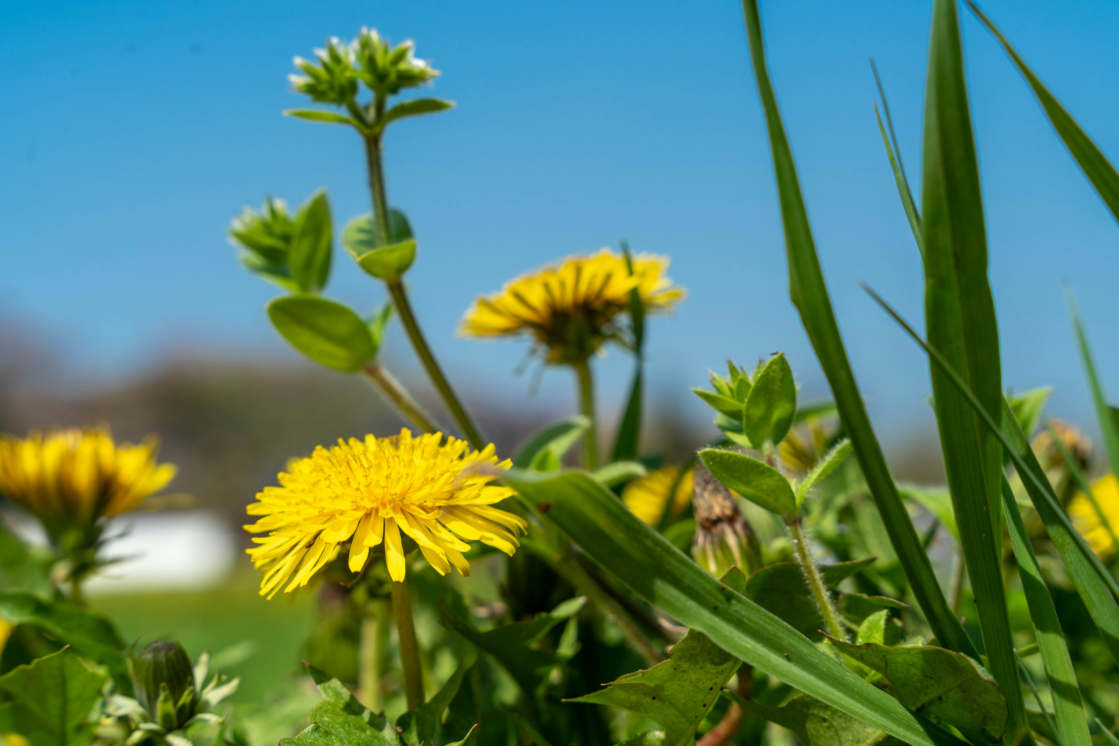 Diente de león amarillo floreciendo bajo un cielo azul con hojas verdes