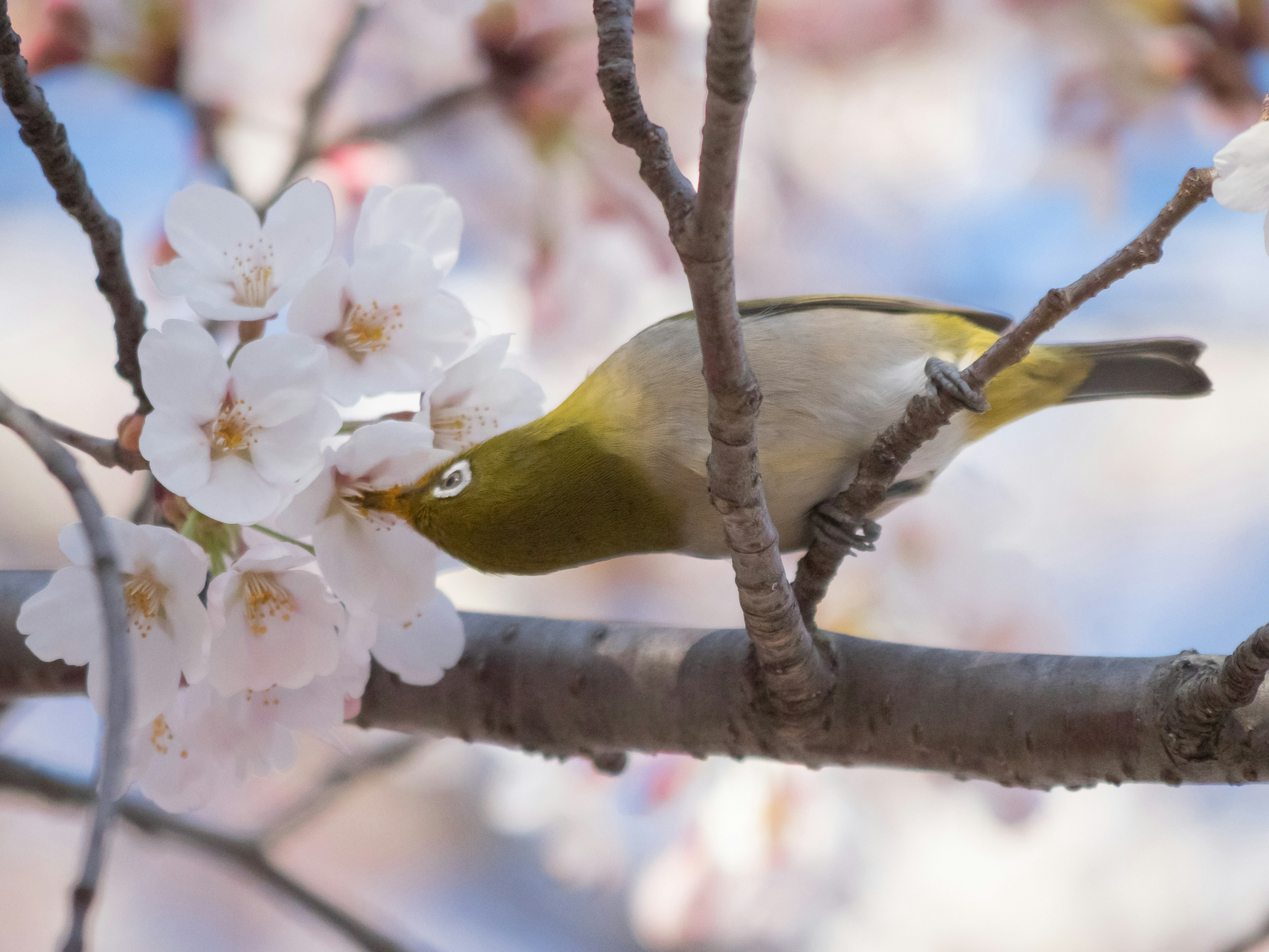 Ein japanischer Weißauge-Vogel, der Nektar aus Kirschblüten trinkt