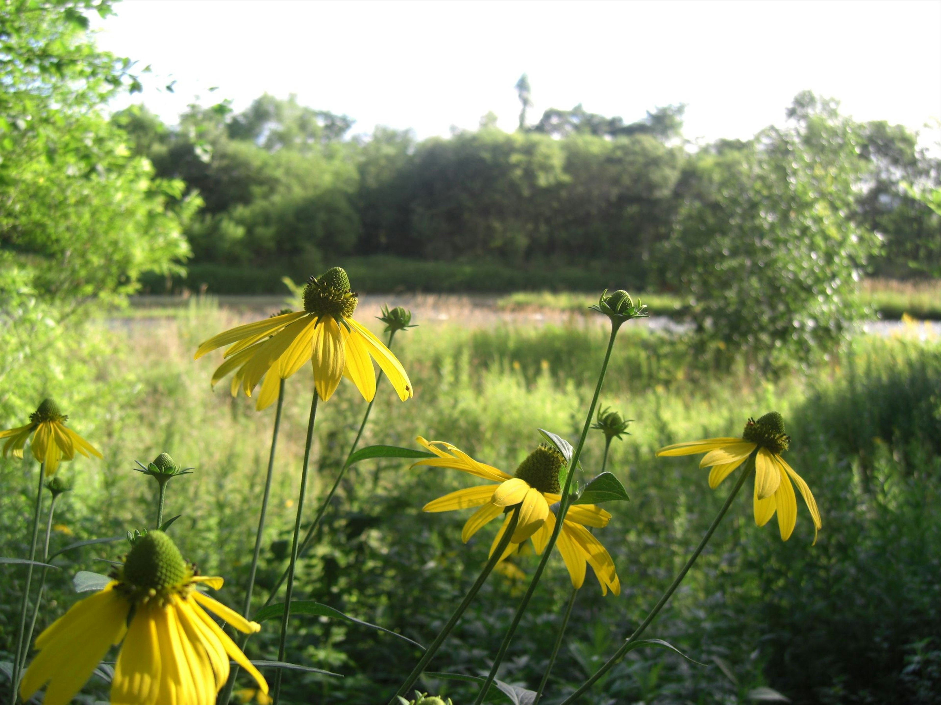 Gelbe Blumen in einer üppigen grünen Landschaft