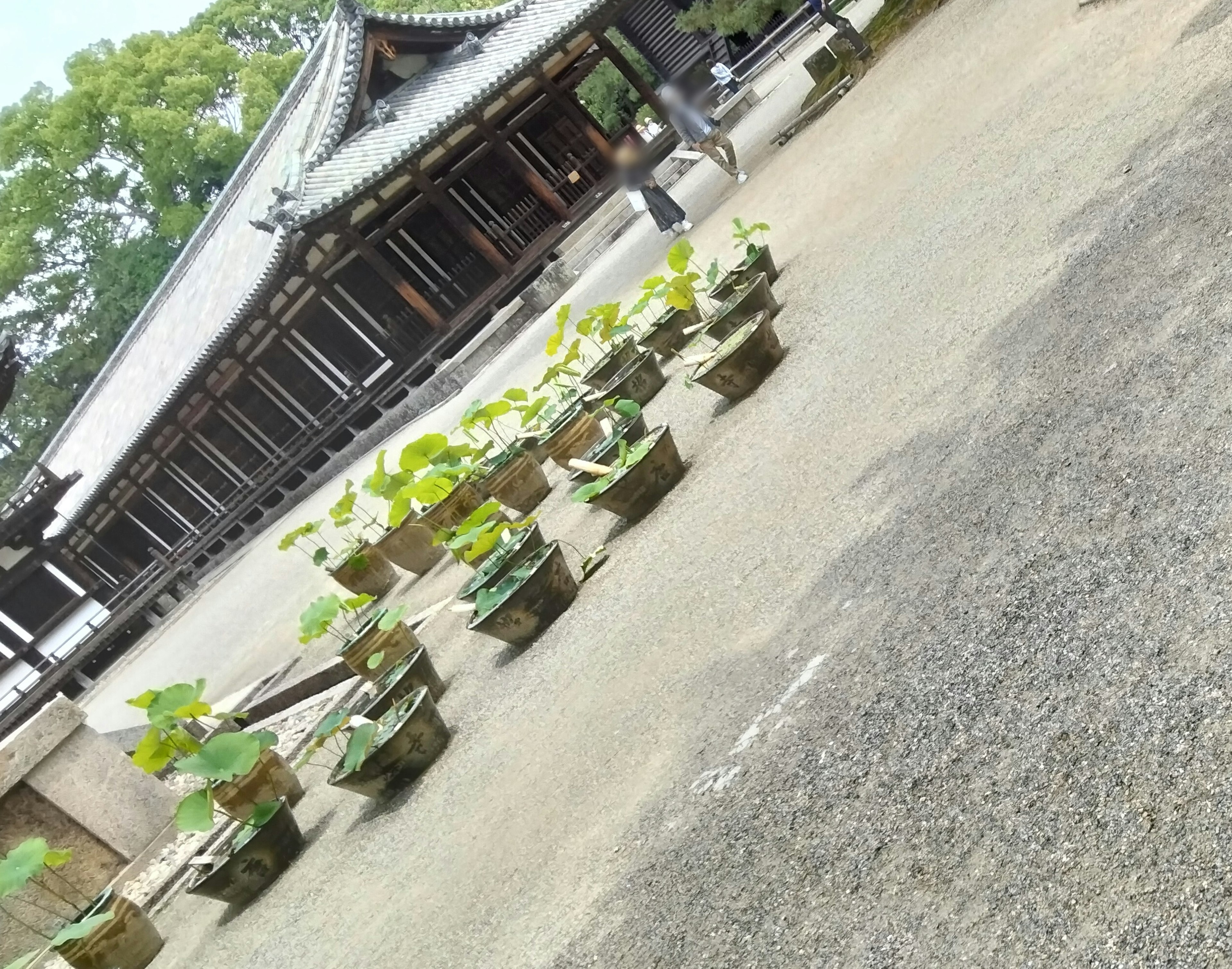 Potted plants arranged in a garden with a traditional Japanese building