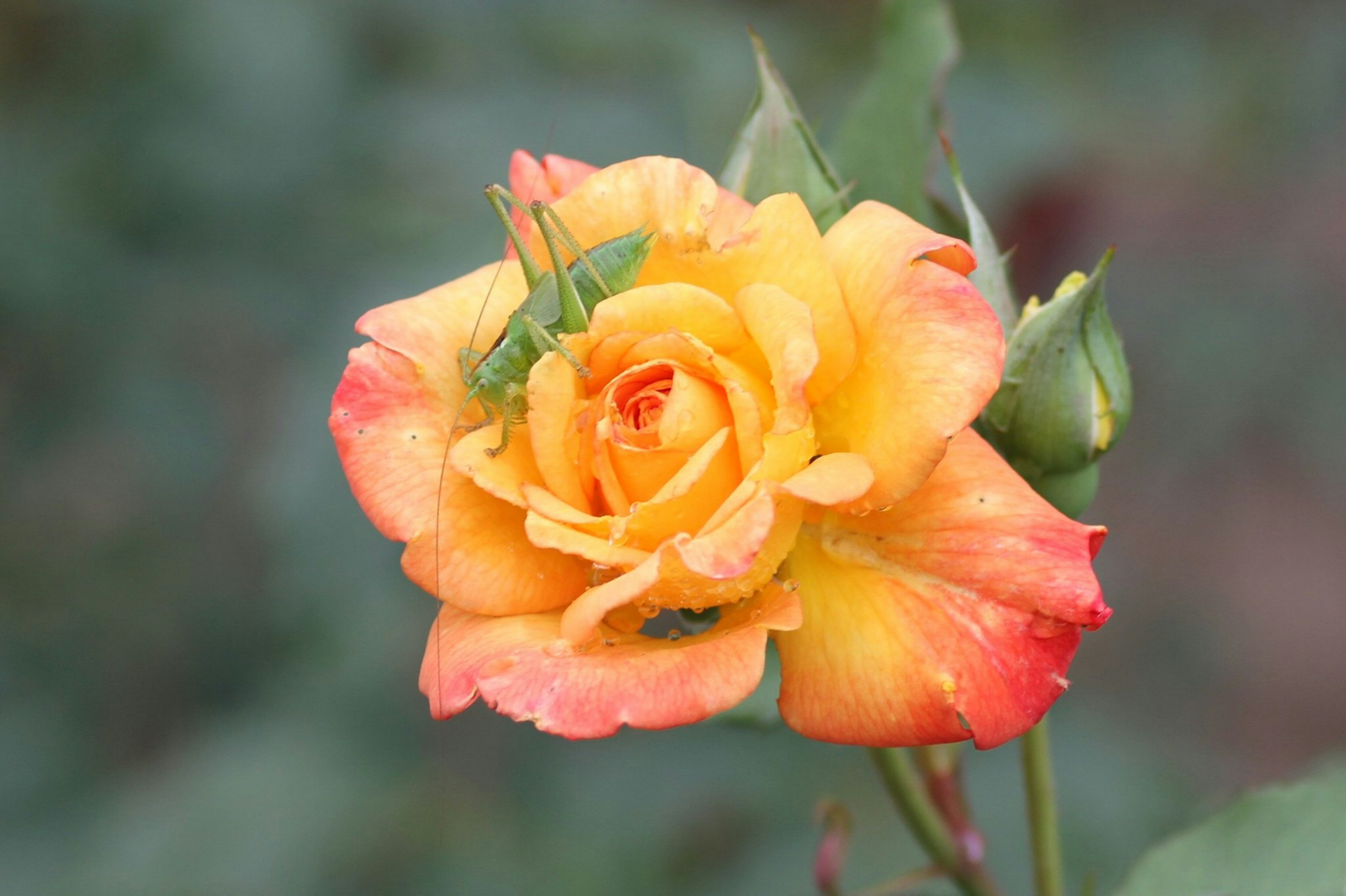 Eine lebendige orange-gelbe Rose blüht