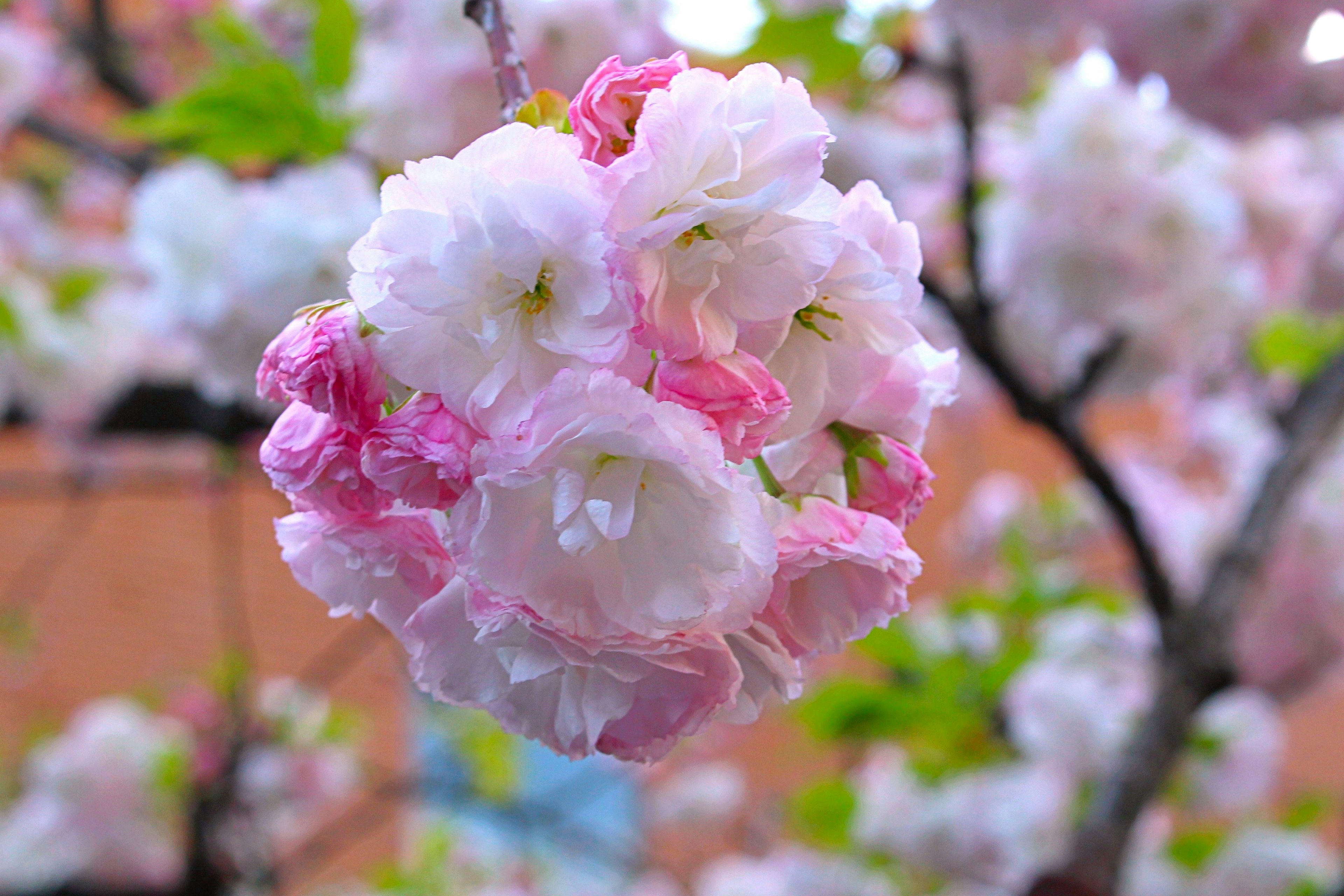 Hermosa imagen de flores de cerezo en flor