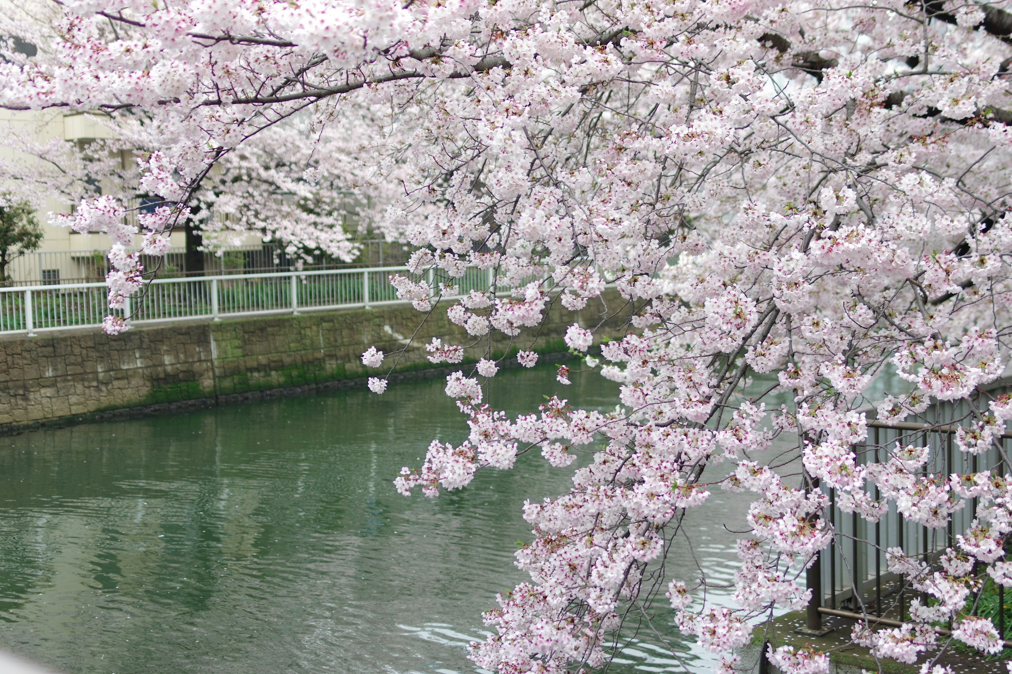 Alberi di ciliegio in fiore lungo un fiume tranquillo