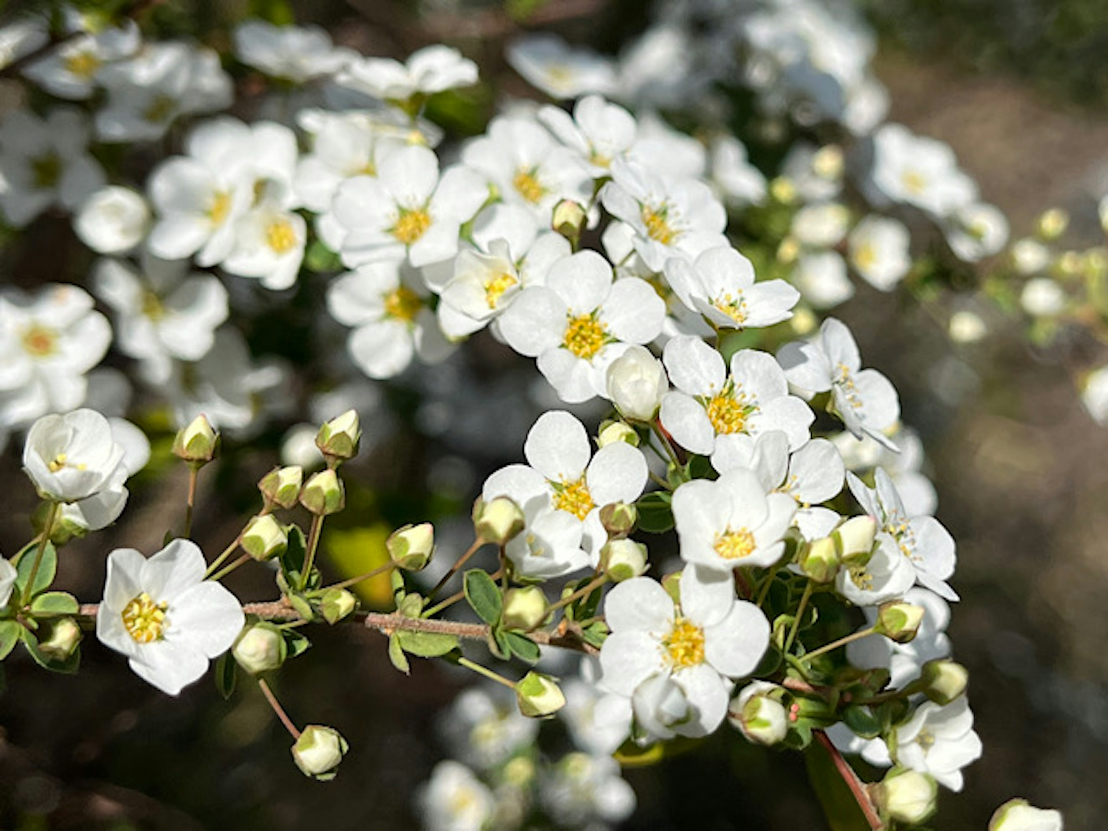 Close-up of a branch with white flowers and buds