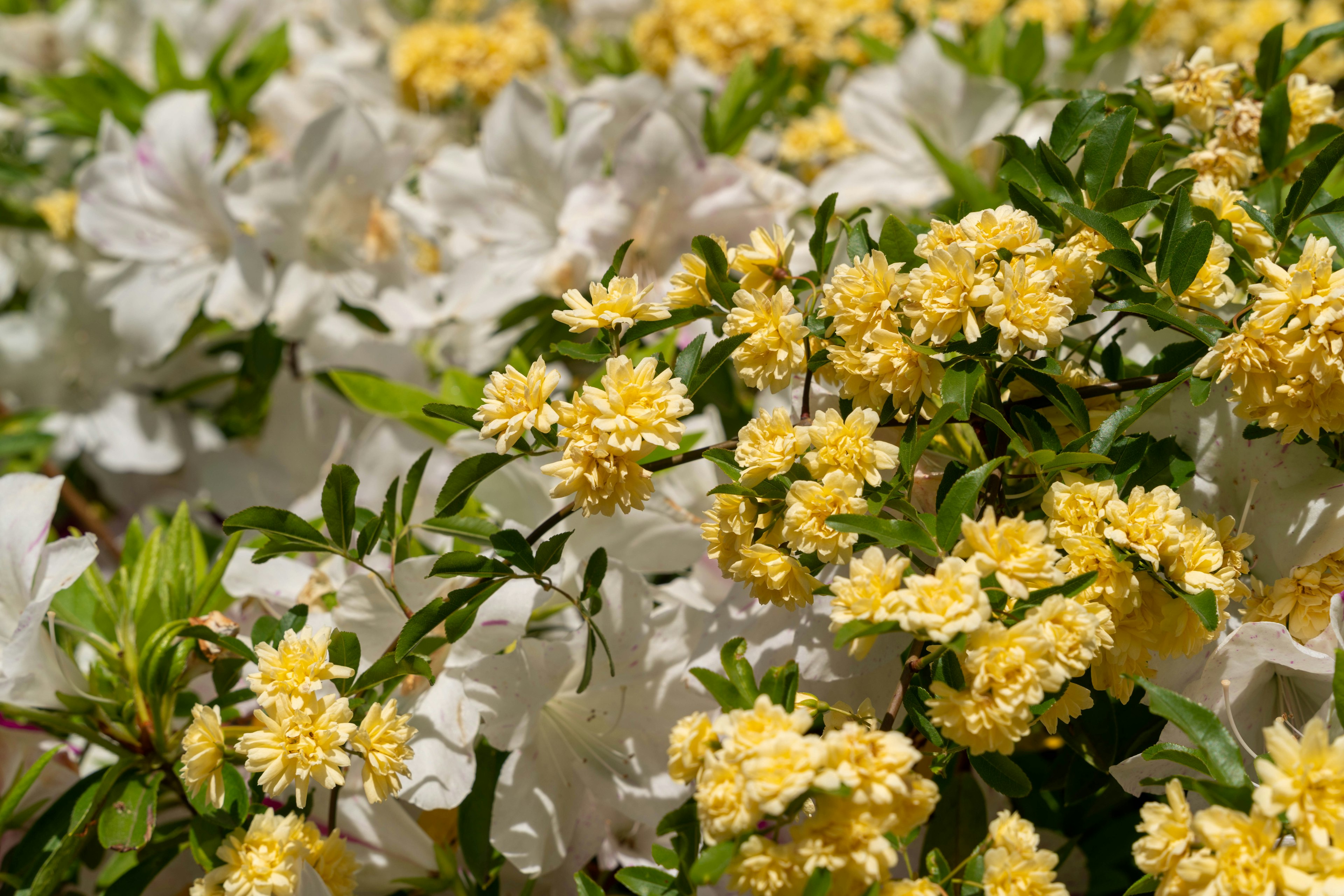 Bunte Ansammlung von weißen und gelben Blumen