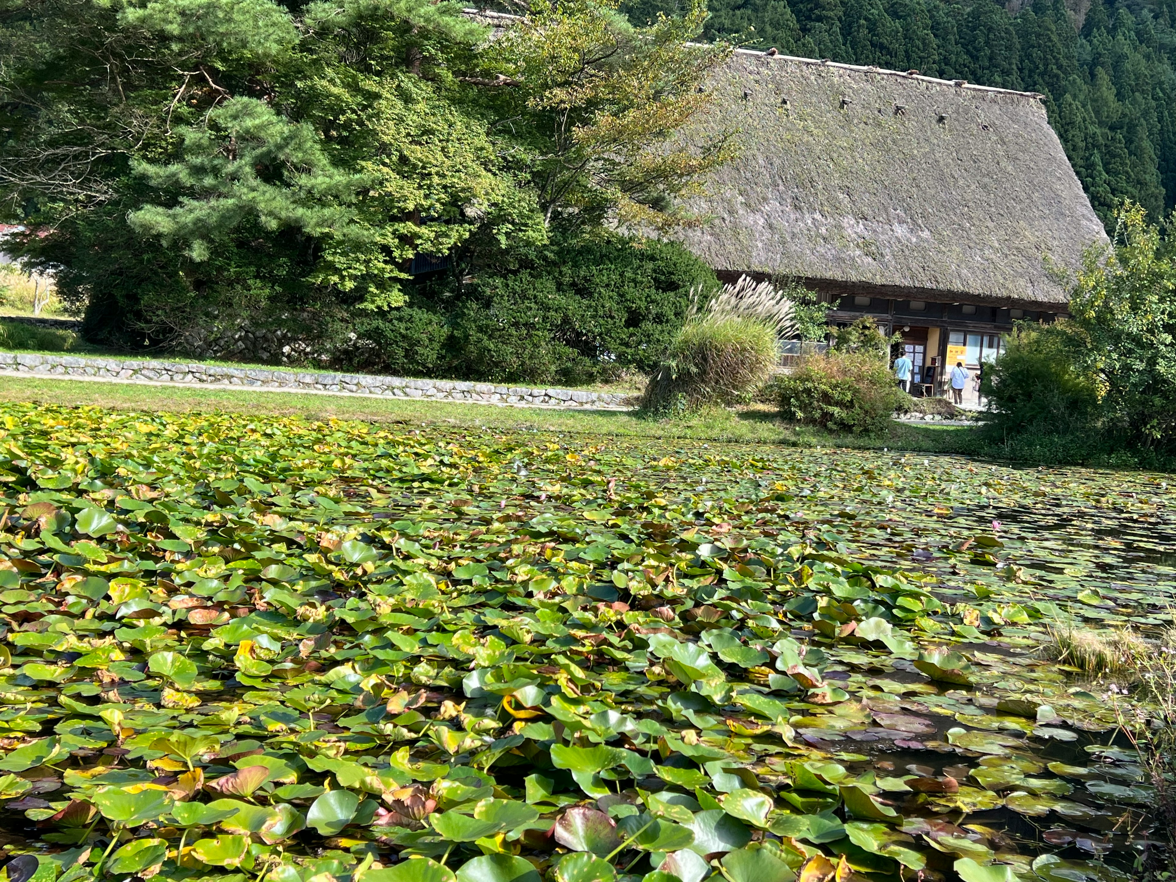 Traditionelles japanisches Haus umgeben von Seerosenblättern