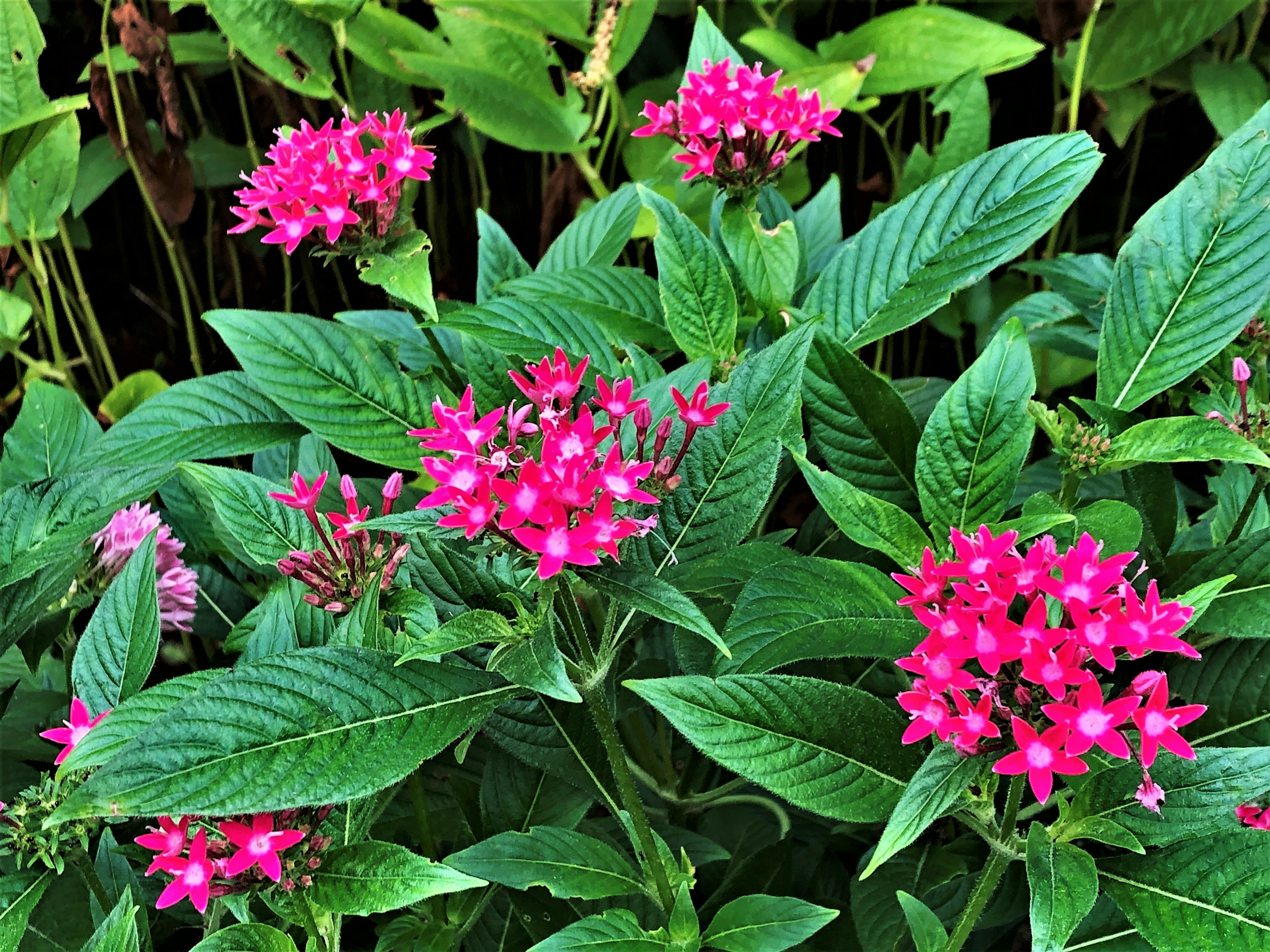 Lebendige rosa Blumen blühen zwischen üppigem grünem Laub