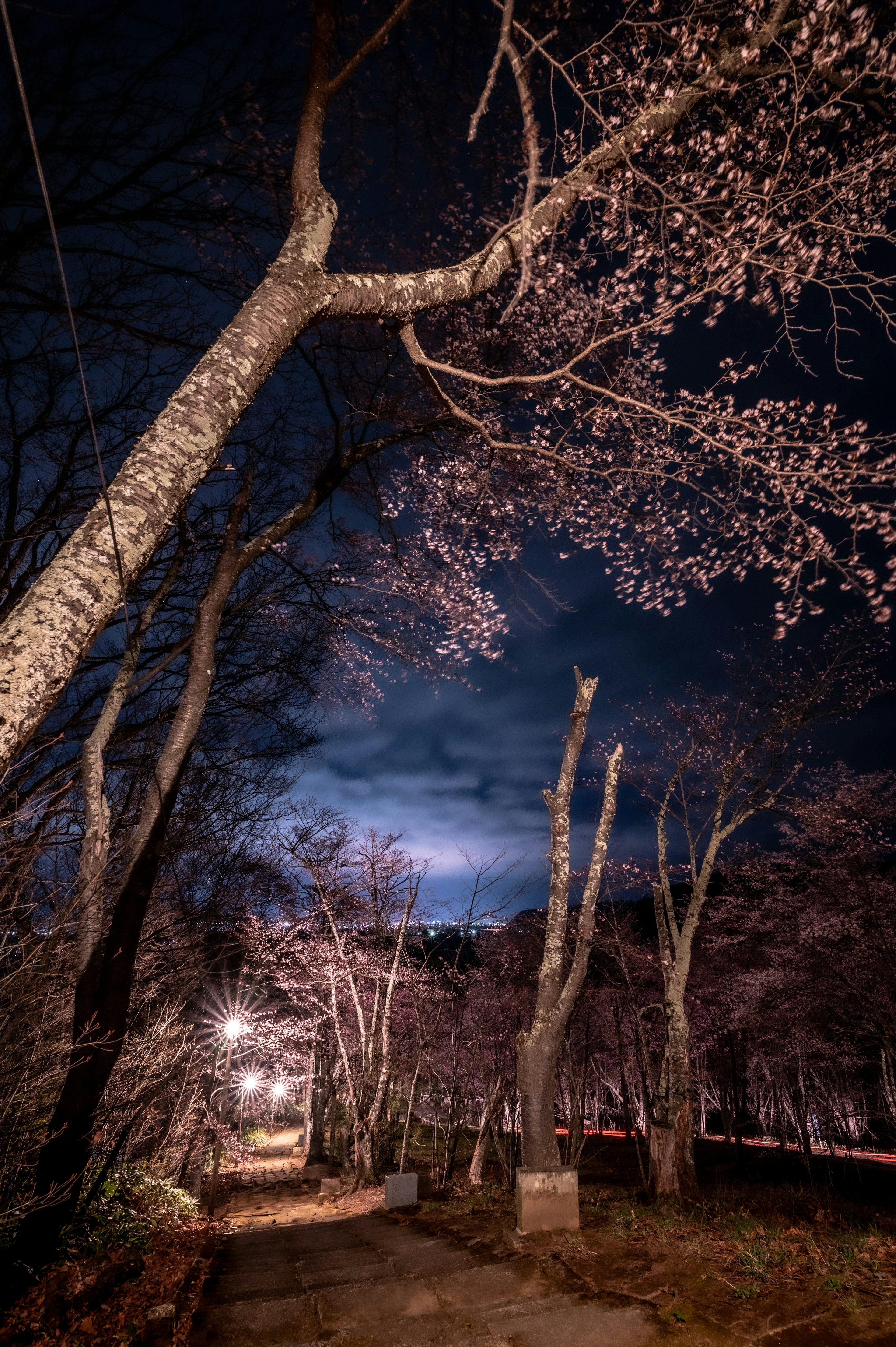 Des cerisiers en fleurs bordant un chemin de nuit avec un ciel bleu