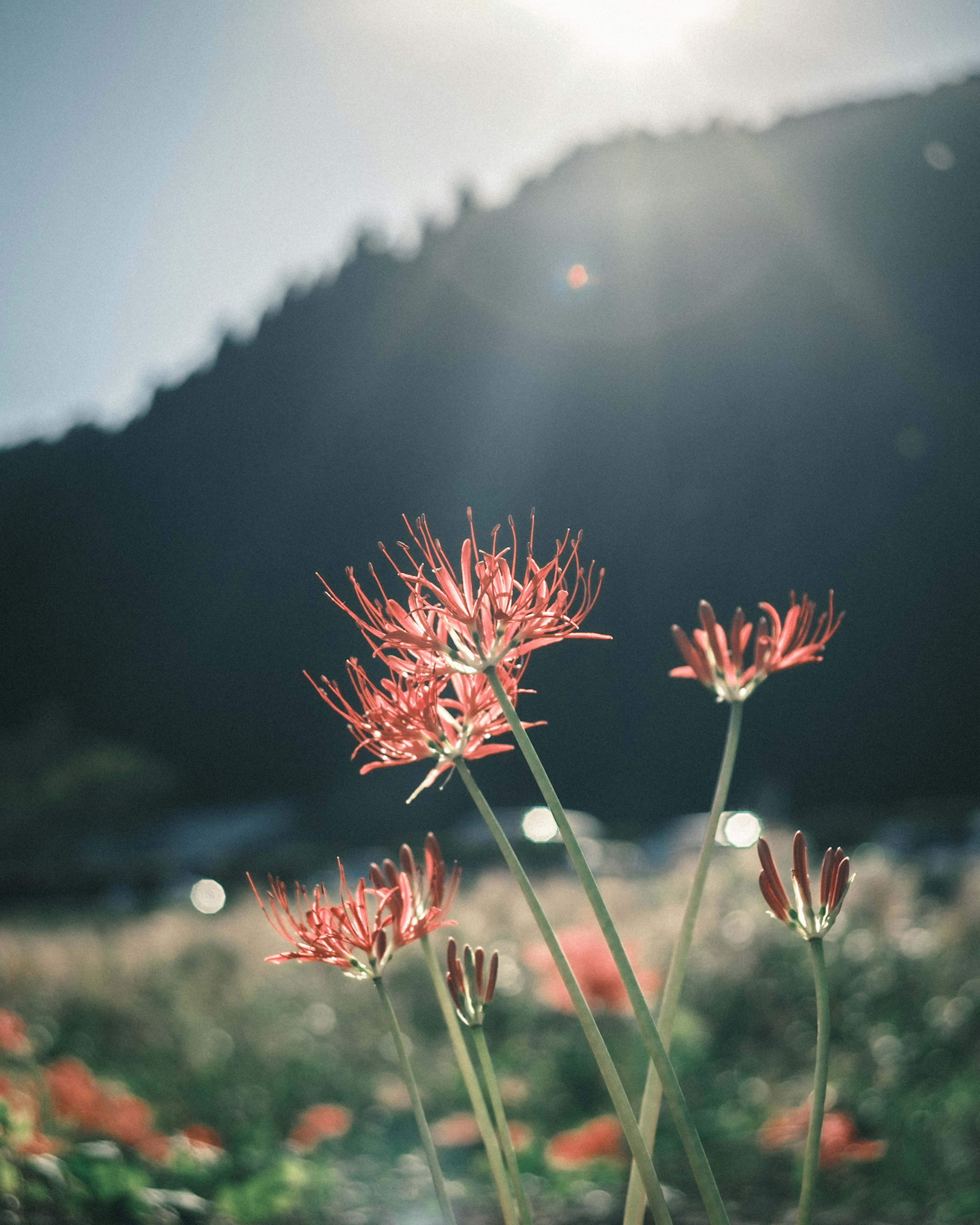 Fiori rossi che fioriscono con montagne sullo sfondo e luce solare splendente