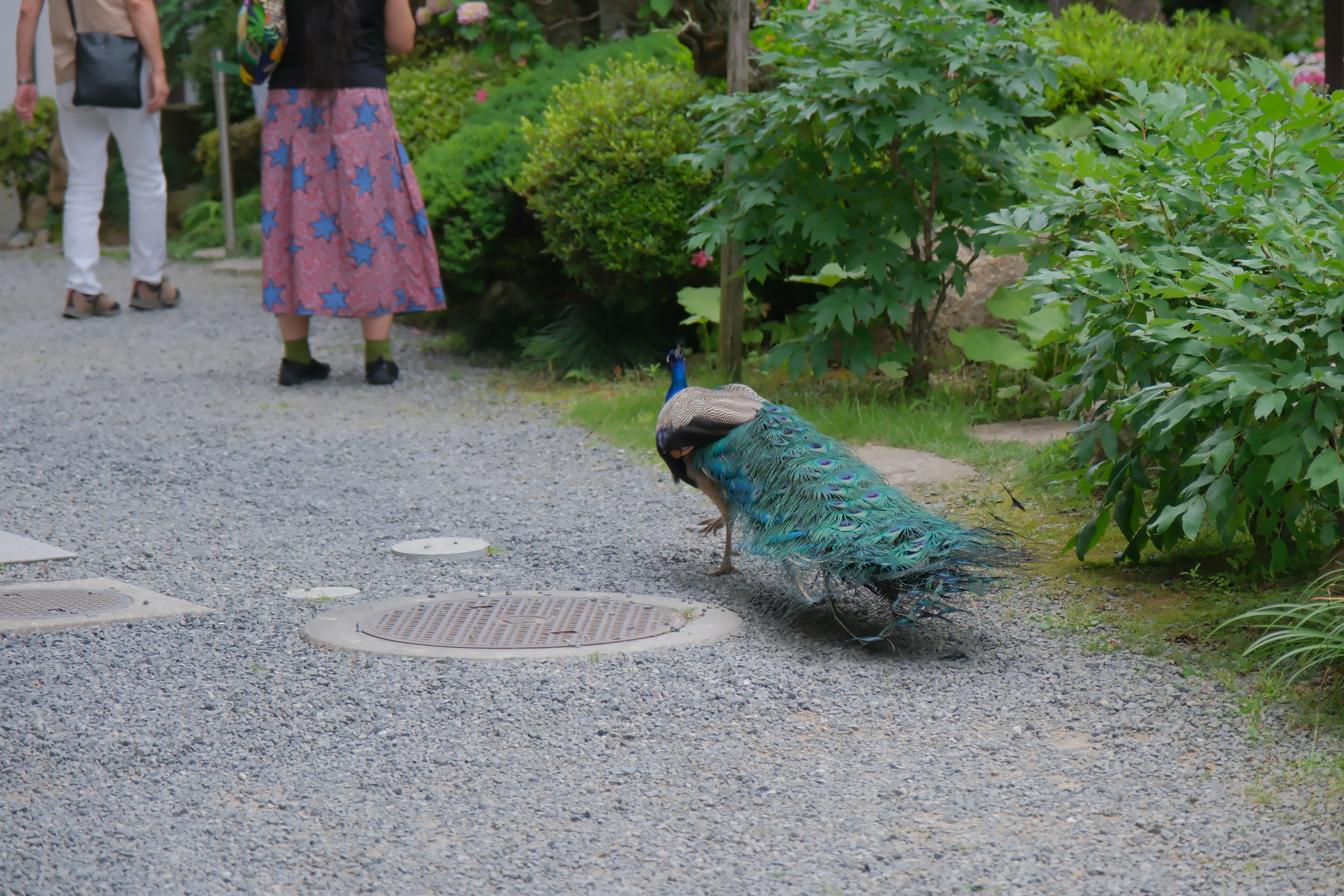 庭園を歩く孔雀と人々の風景