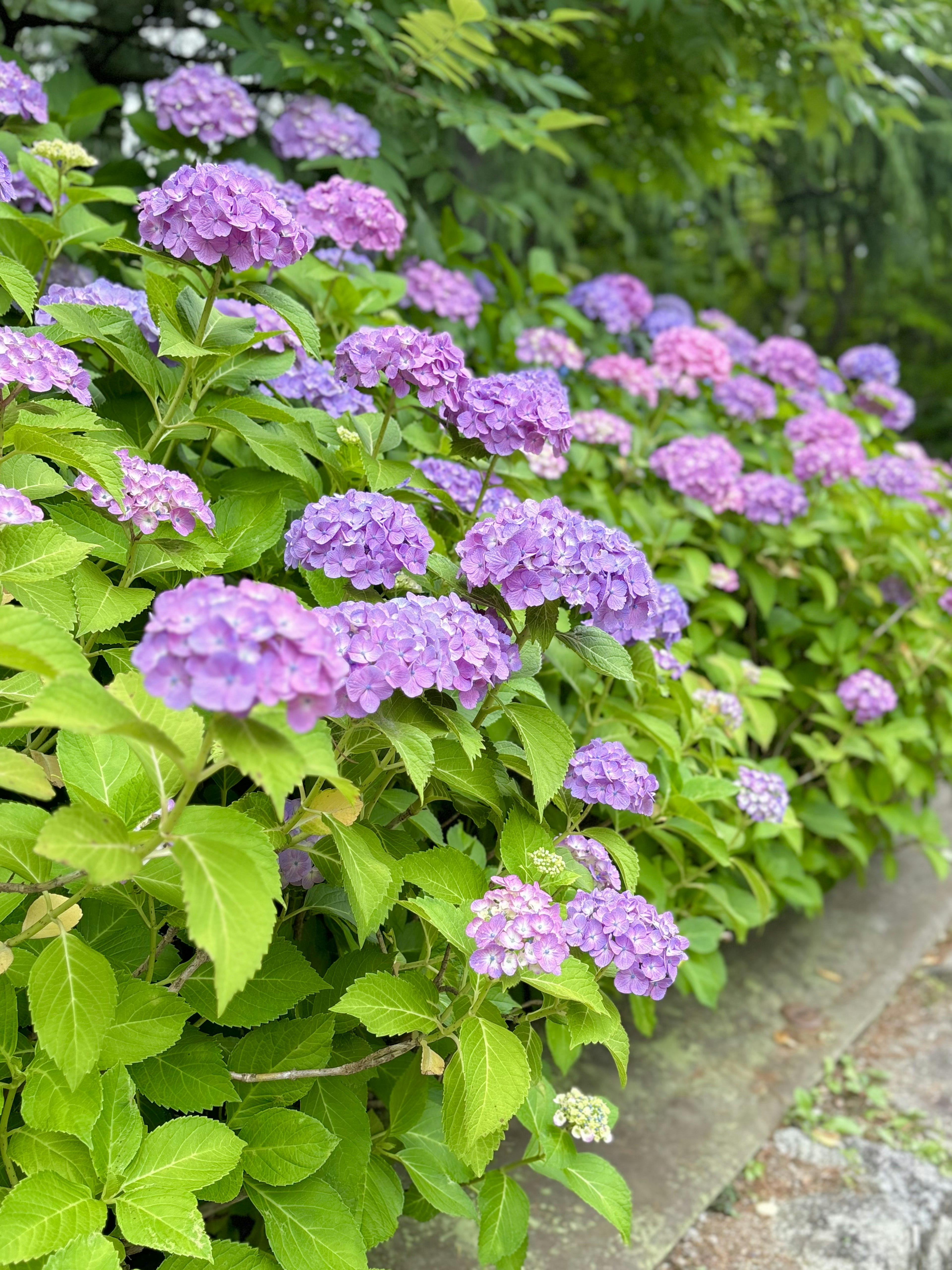 A garden scene featuring blooming purple hydrangea flowers