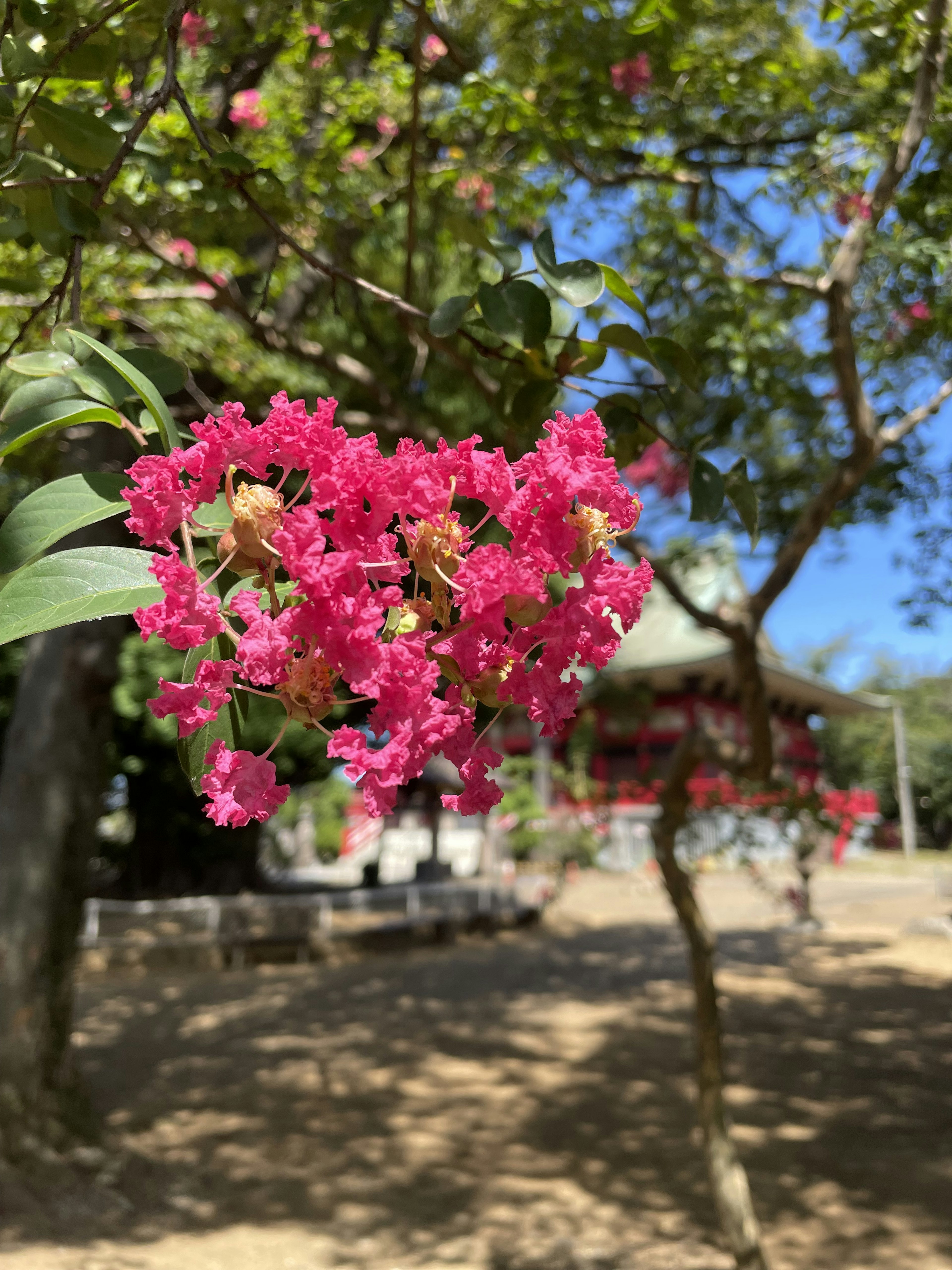 特寫樹上鮮豔的粉紅色花朵，背景有一座建築