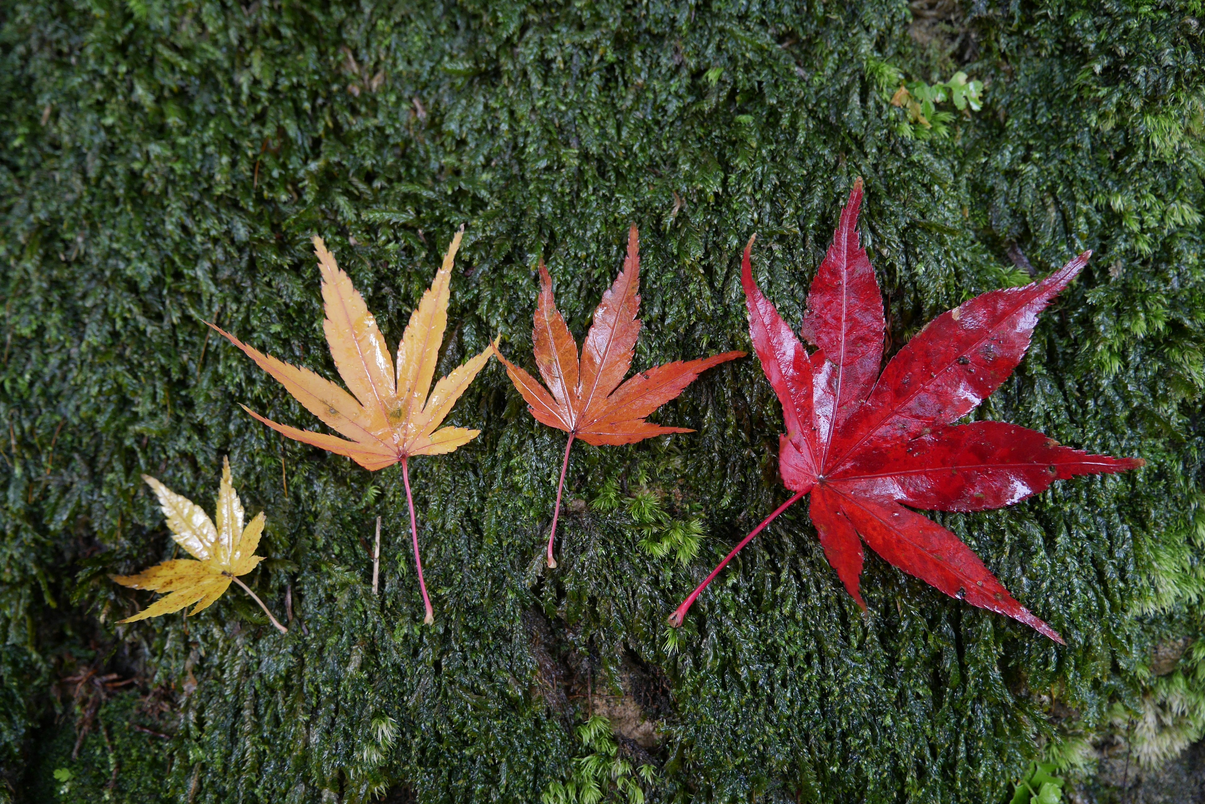 鮮やかな紅葉の葉が緑の苔の上に並んでいる