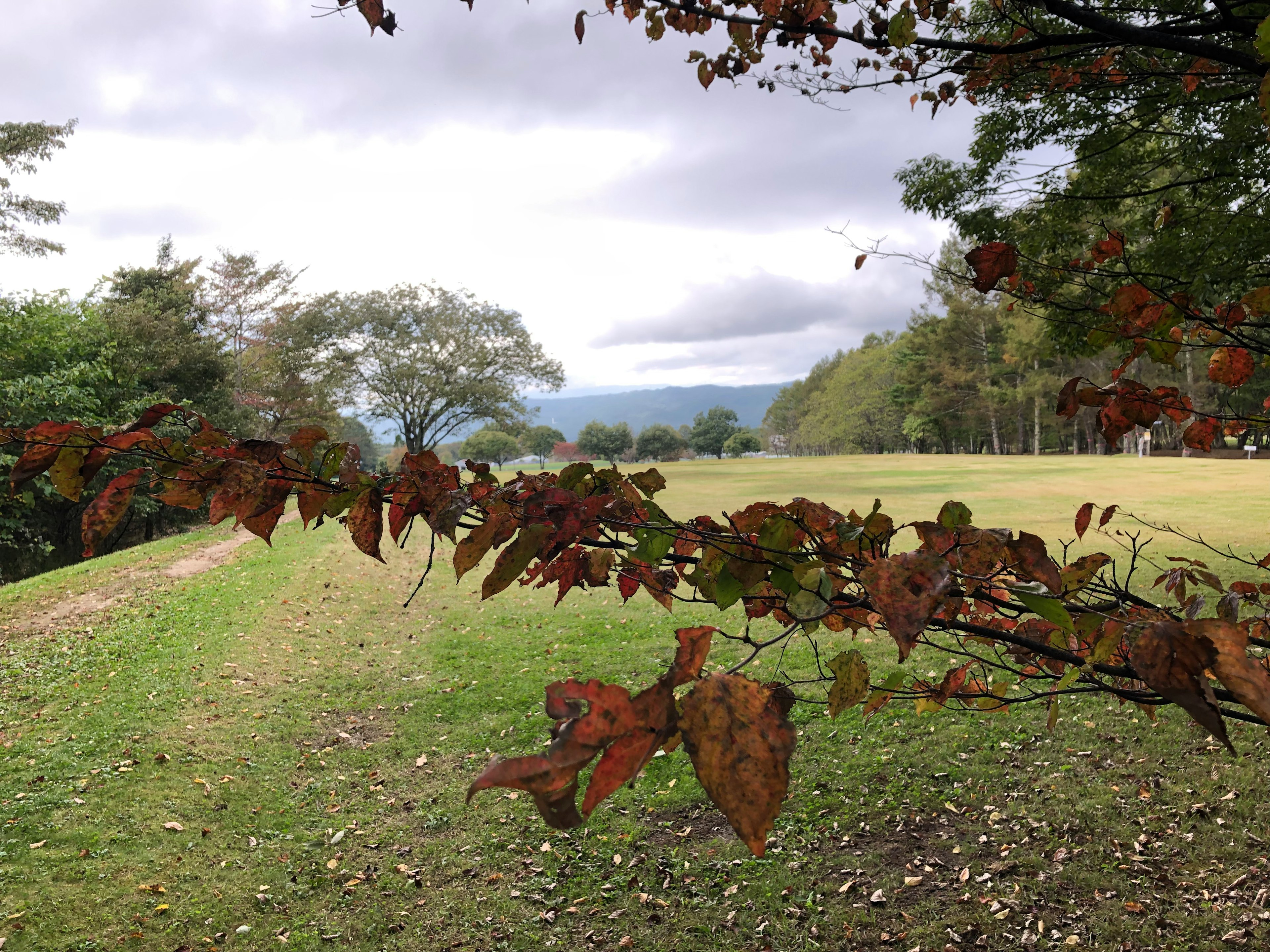 Hojas de otoño en un campo verde con montañas a lo lejos